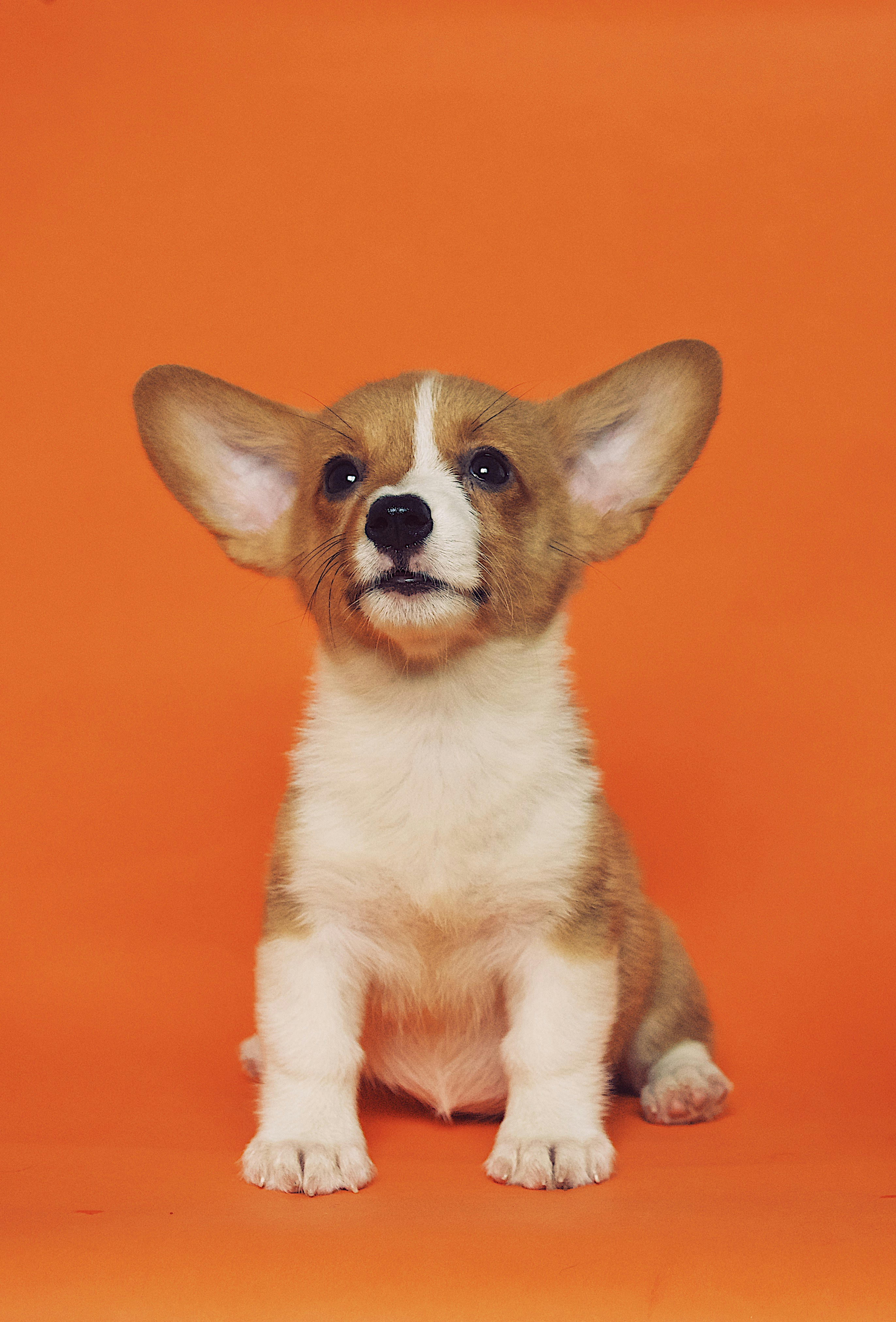 Dog photo: Apartment-Friendly Medium Breeds