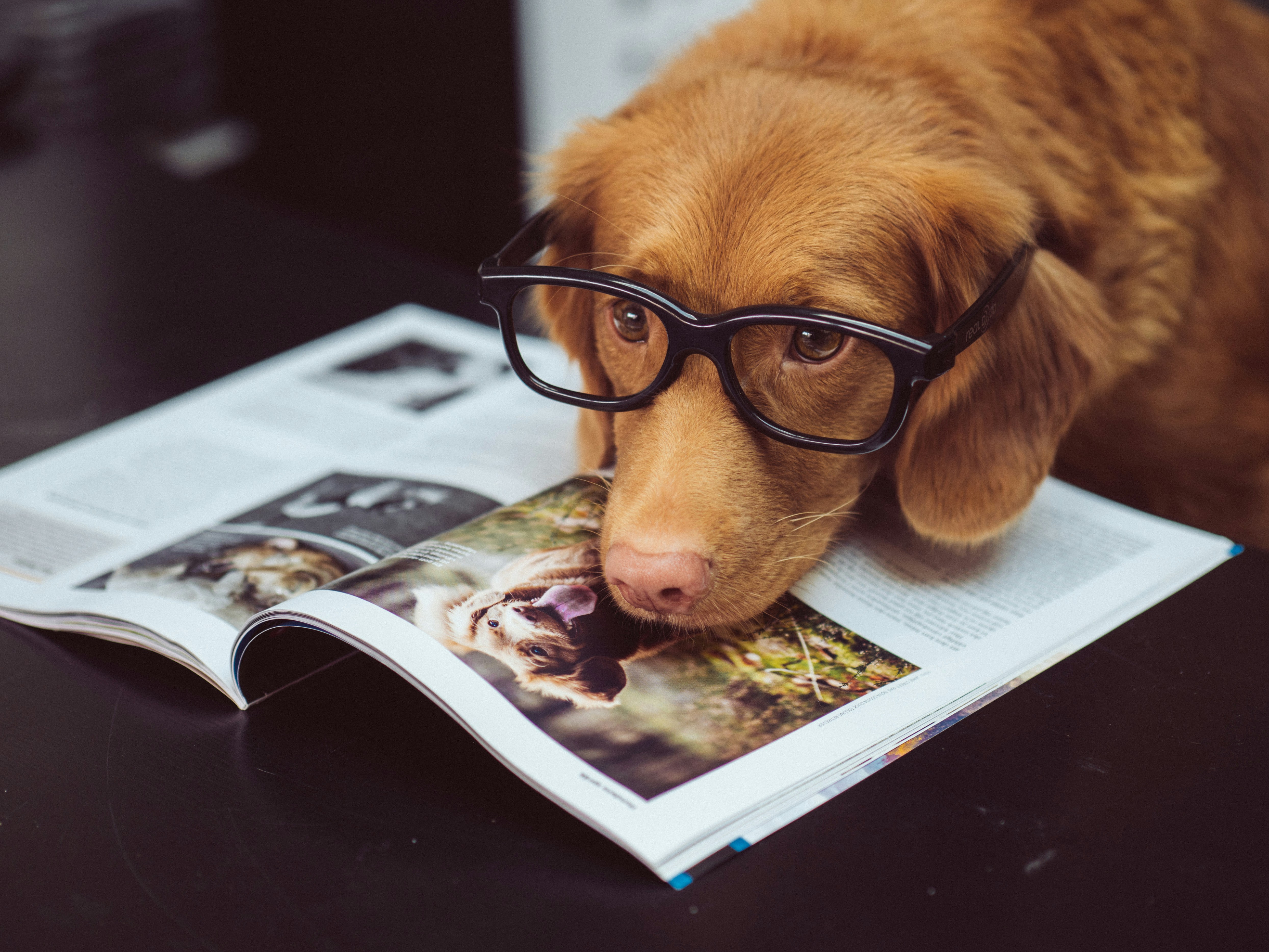 Dog photo: Calculating Daily Calories for Weight Goals