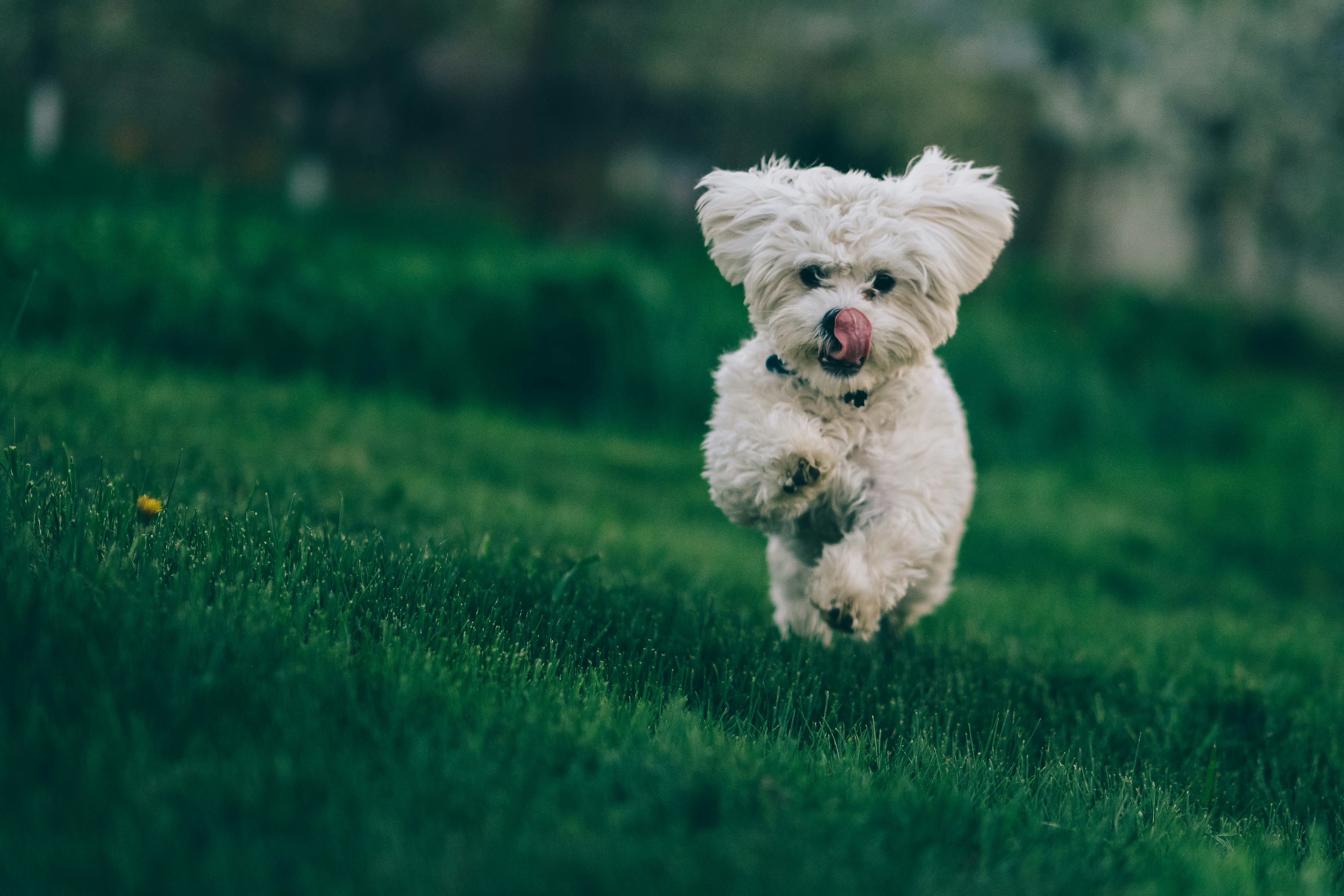 Dog photo: Caring for a Dog After Surgery