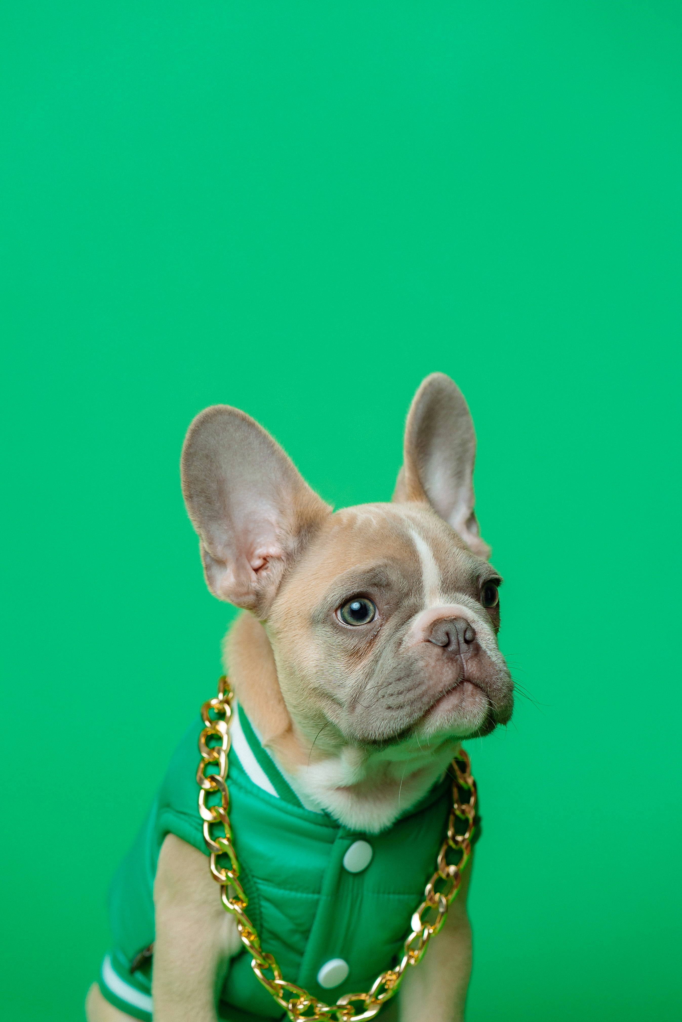 Dog photo: Choosing a Puppy Class