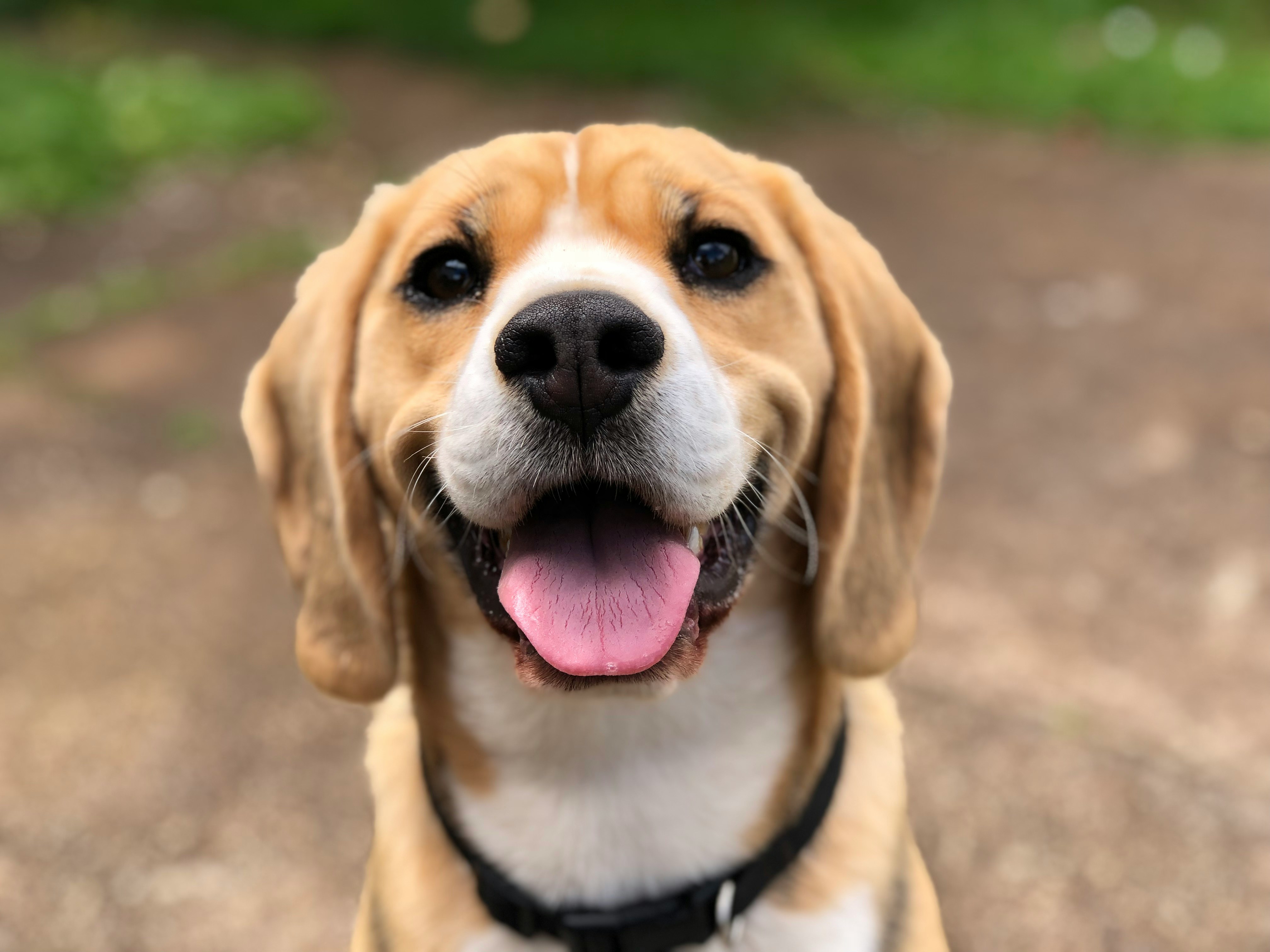 Dog photo: Crate Training an Adult Rescue Dog