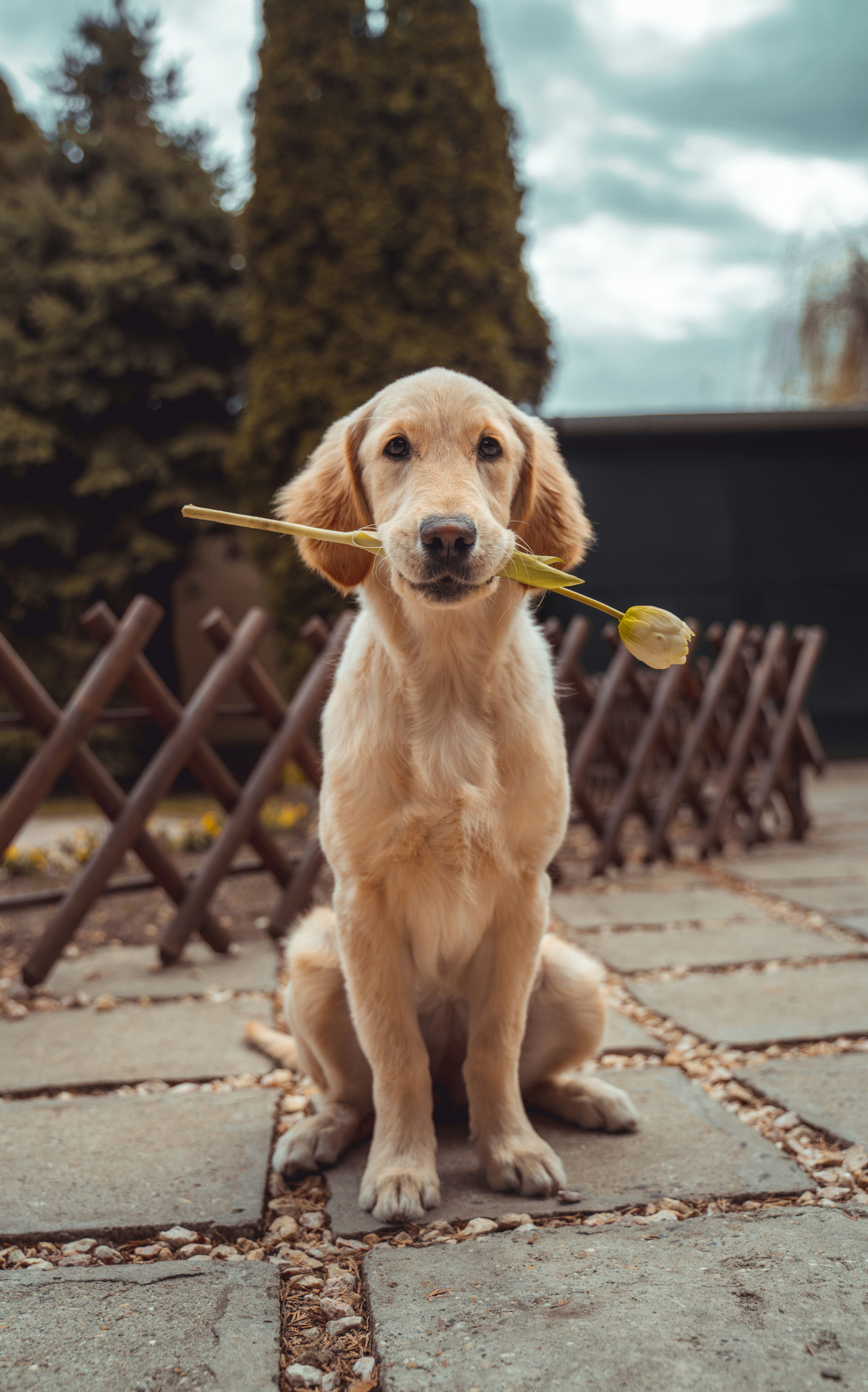 Dog photo: Crate Training an Adult Rescue Dog
