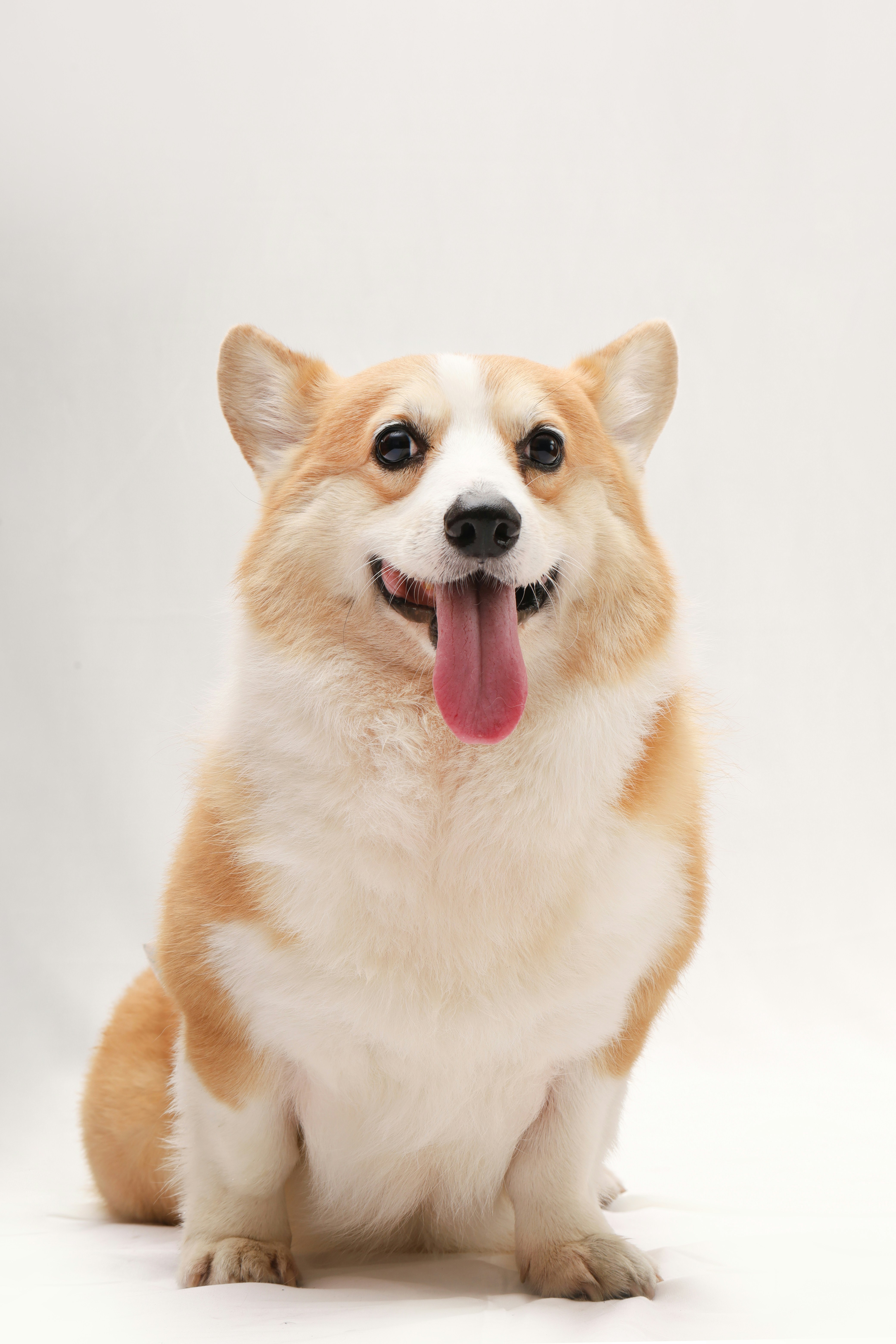 Dog photo: Diarrhea Lasting More Than Two Days