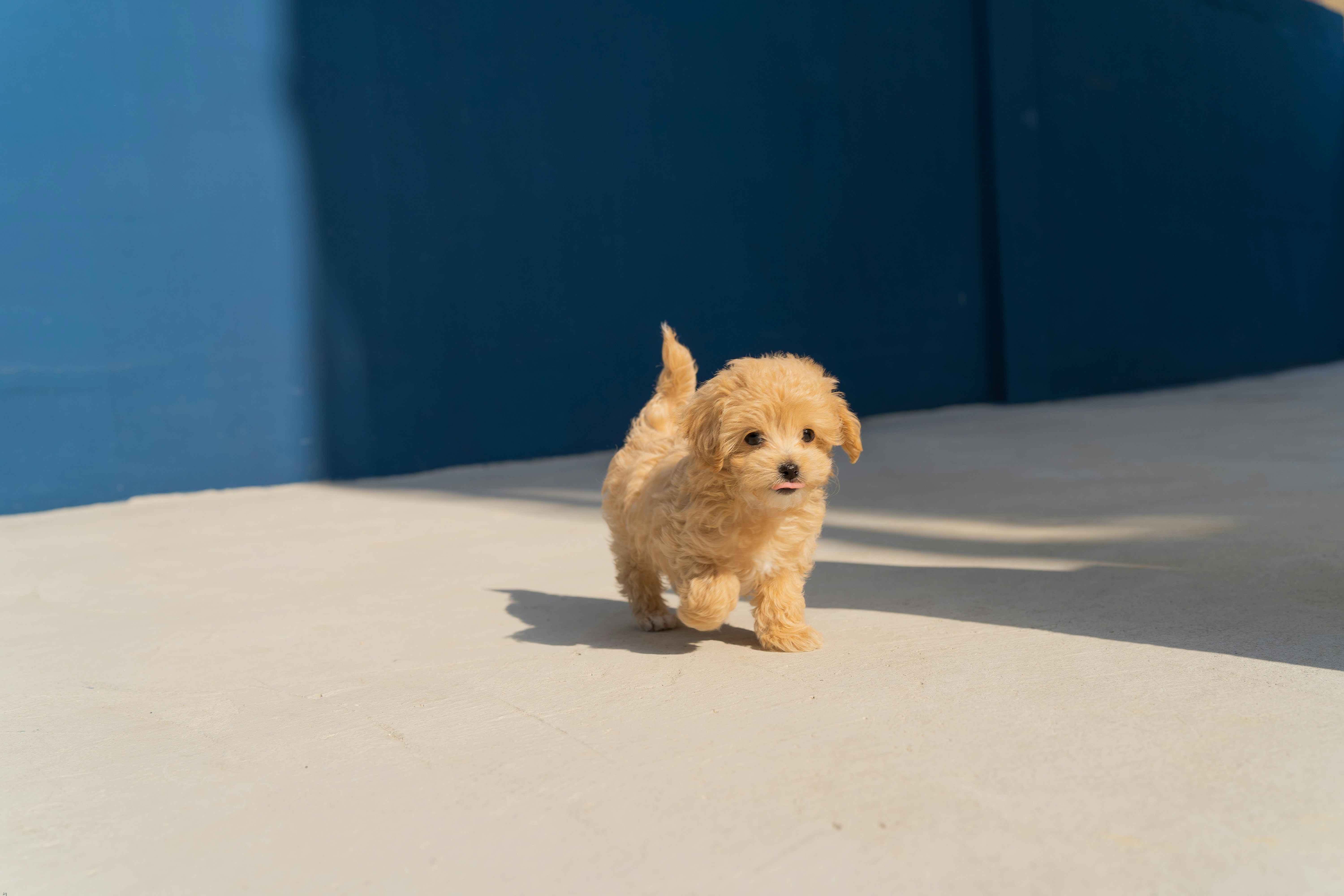 Dog photo: Feeding Nursing and Pregnant Dogs