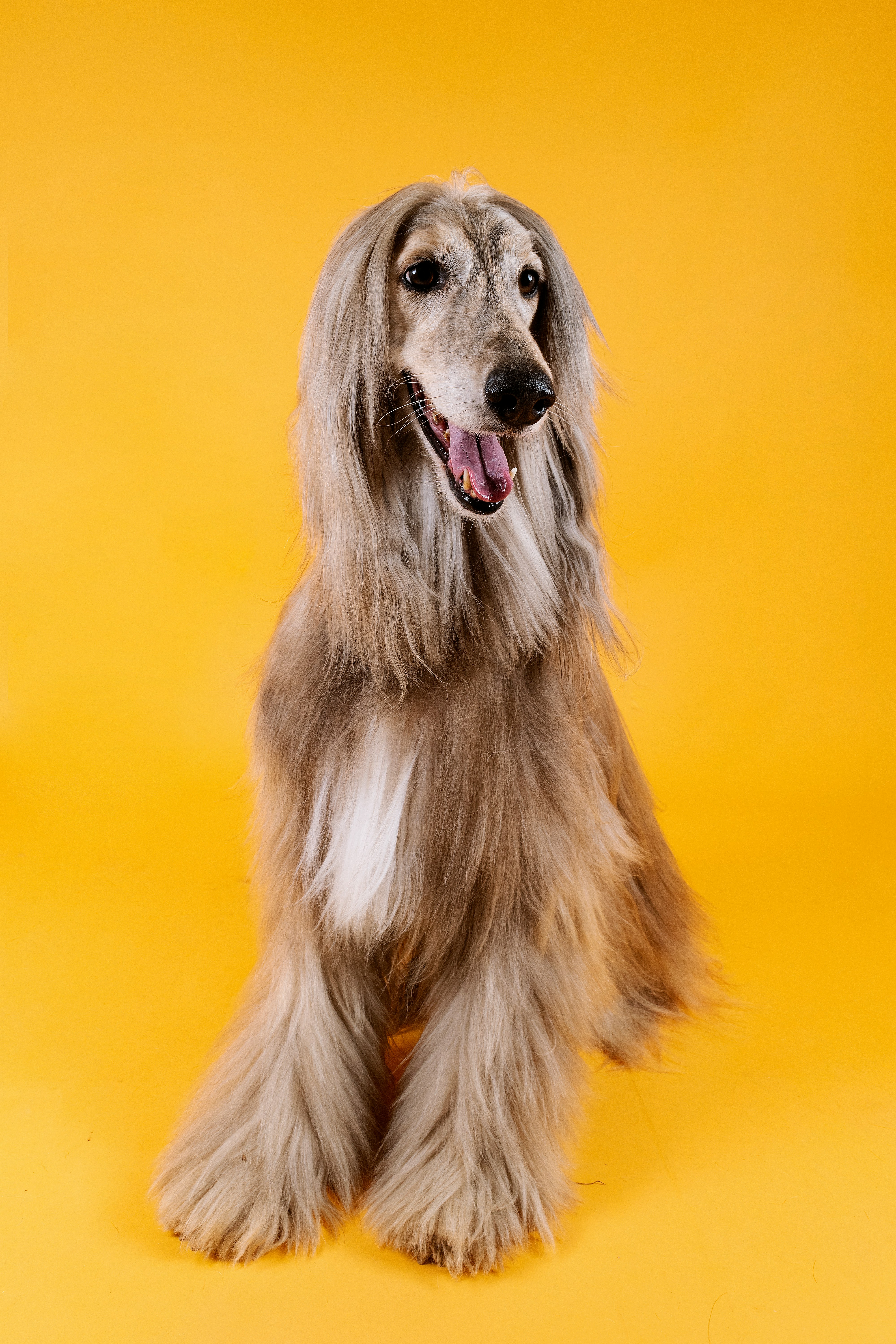 Dog photo: Front-Clip vs Back-Clip Harnesses