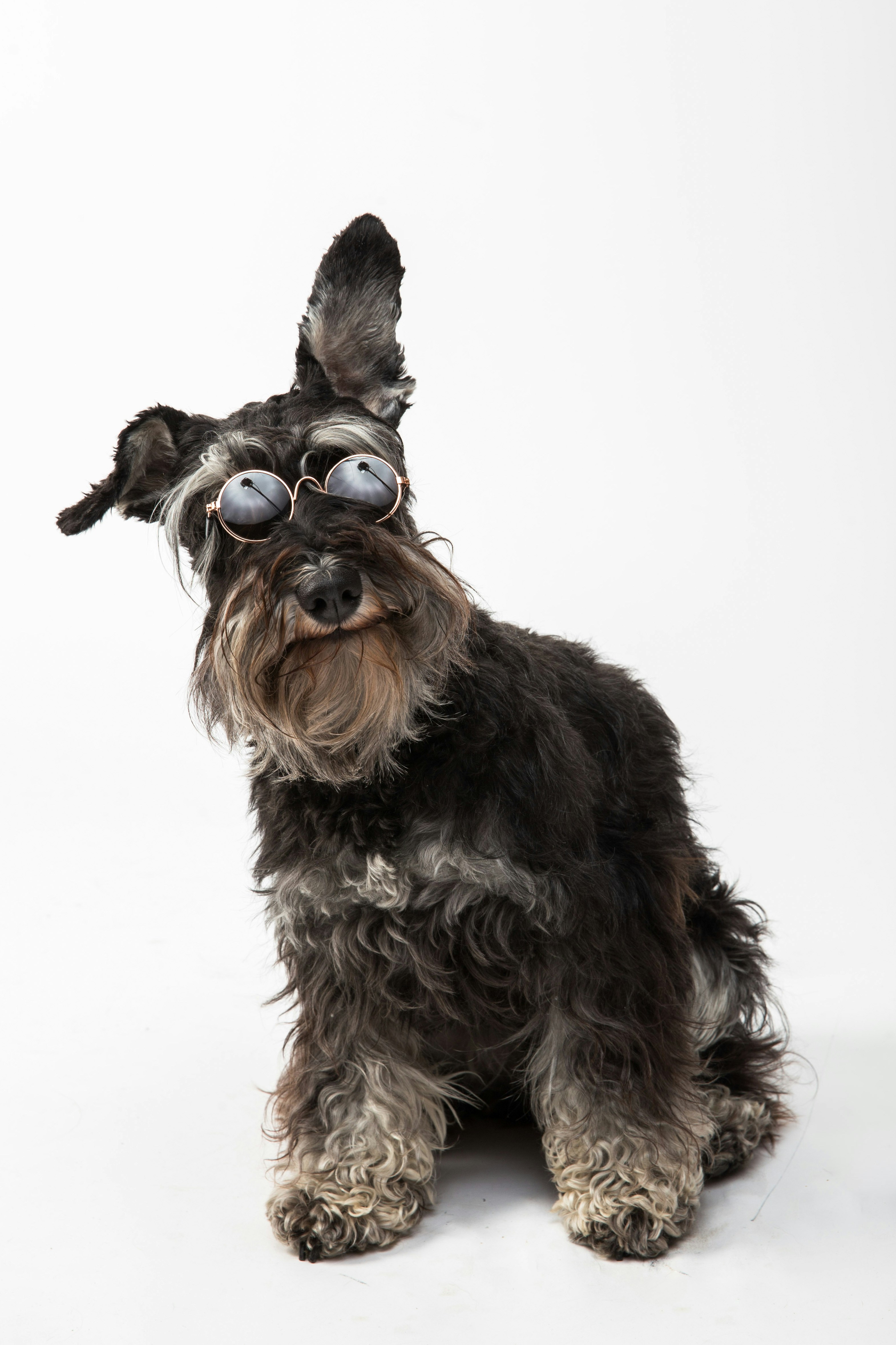 Dog photo: Front-Clip vs Back-Clip Harnesses