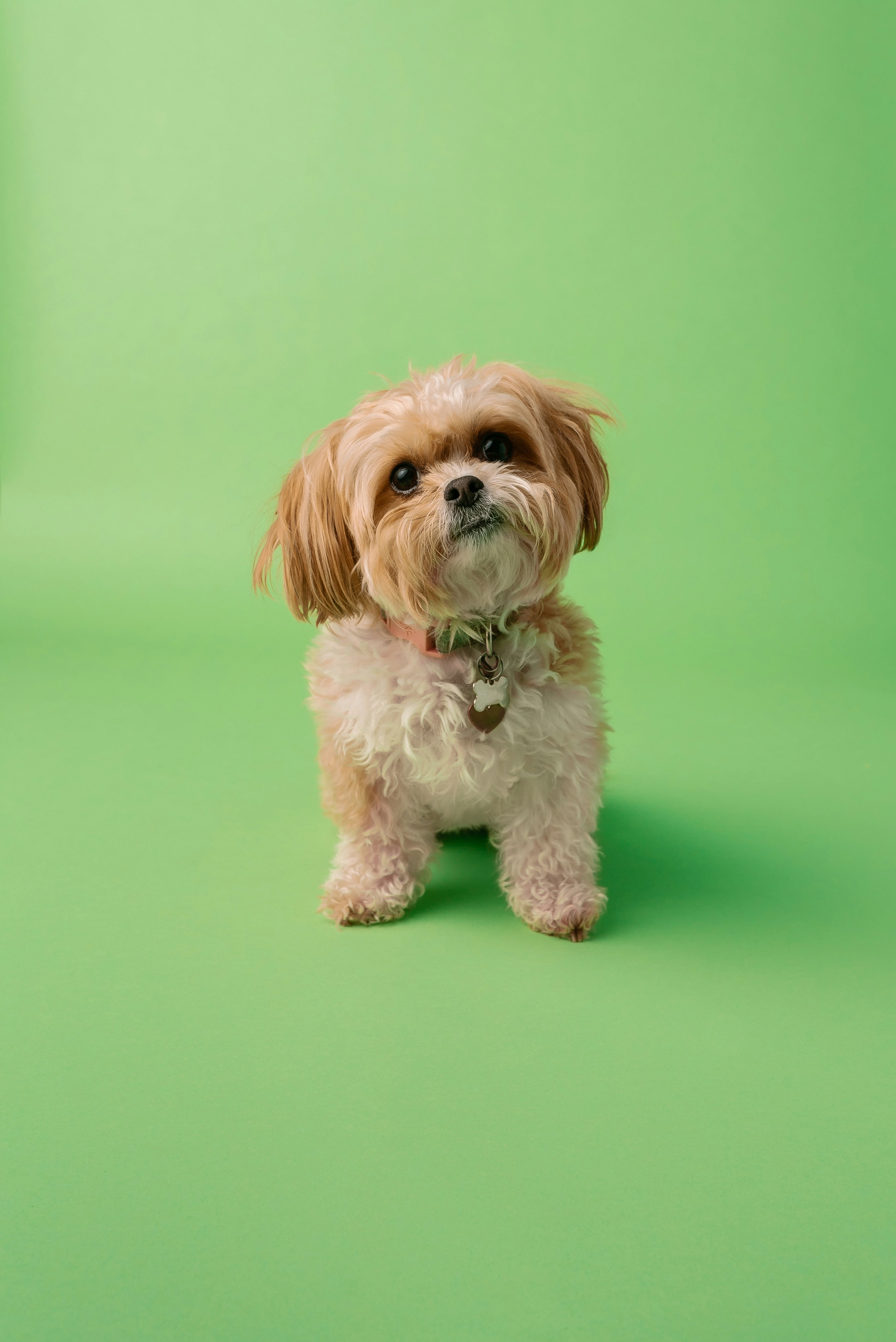 Dog photo: Grooming-Heavy Coats: What to Budget