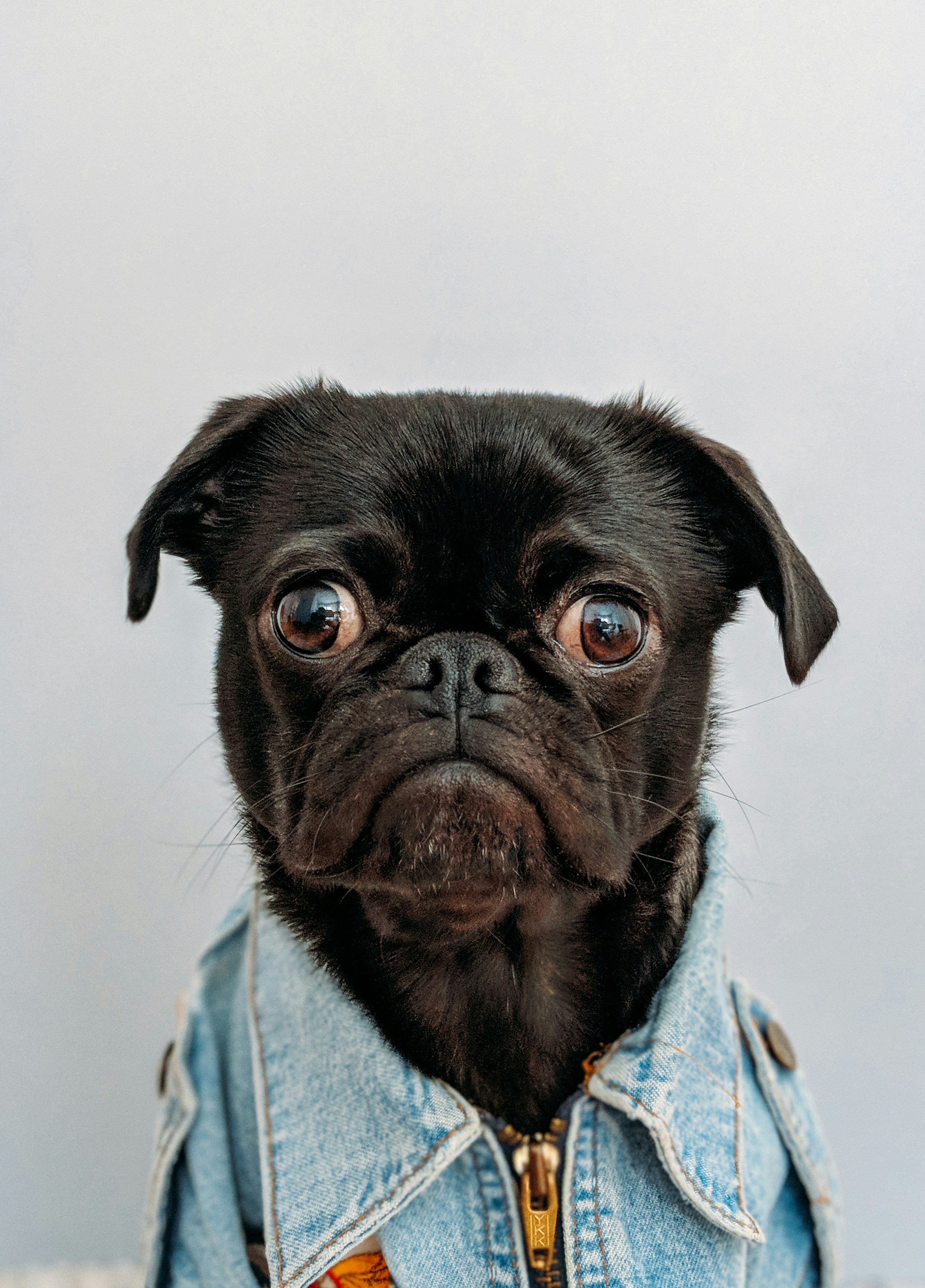 Dog photo: Heartworm Prevention Basics