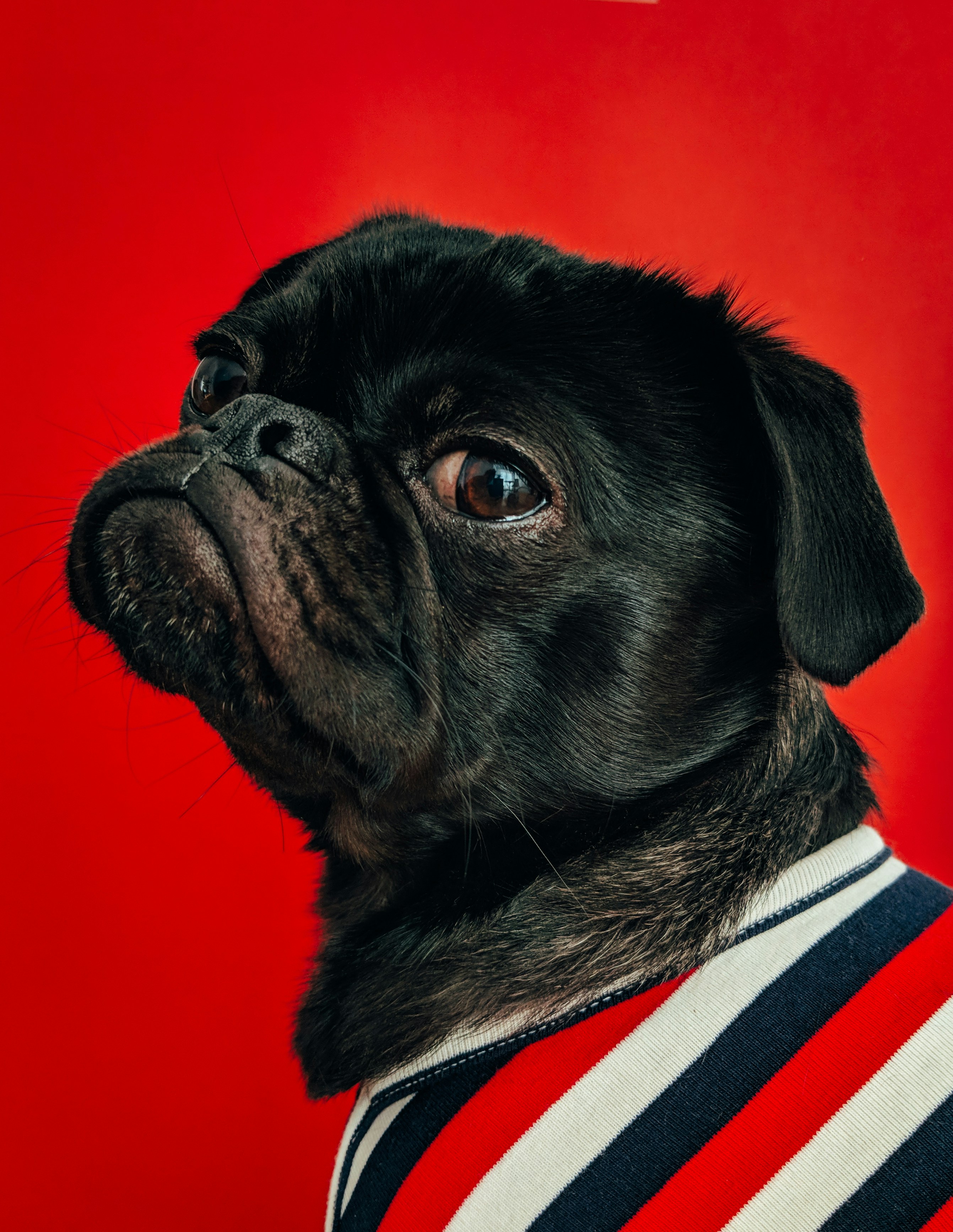 Dog photo: Independent Breeds for Busy Owners