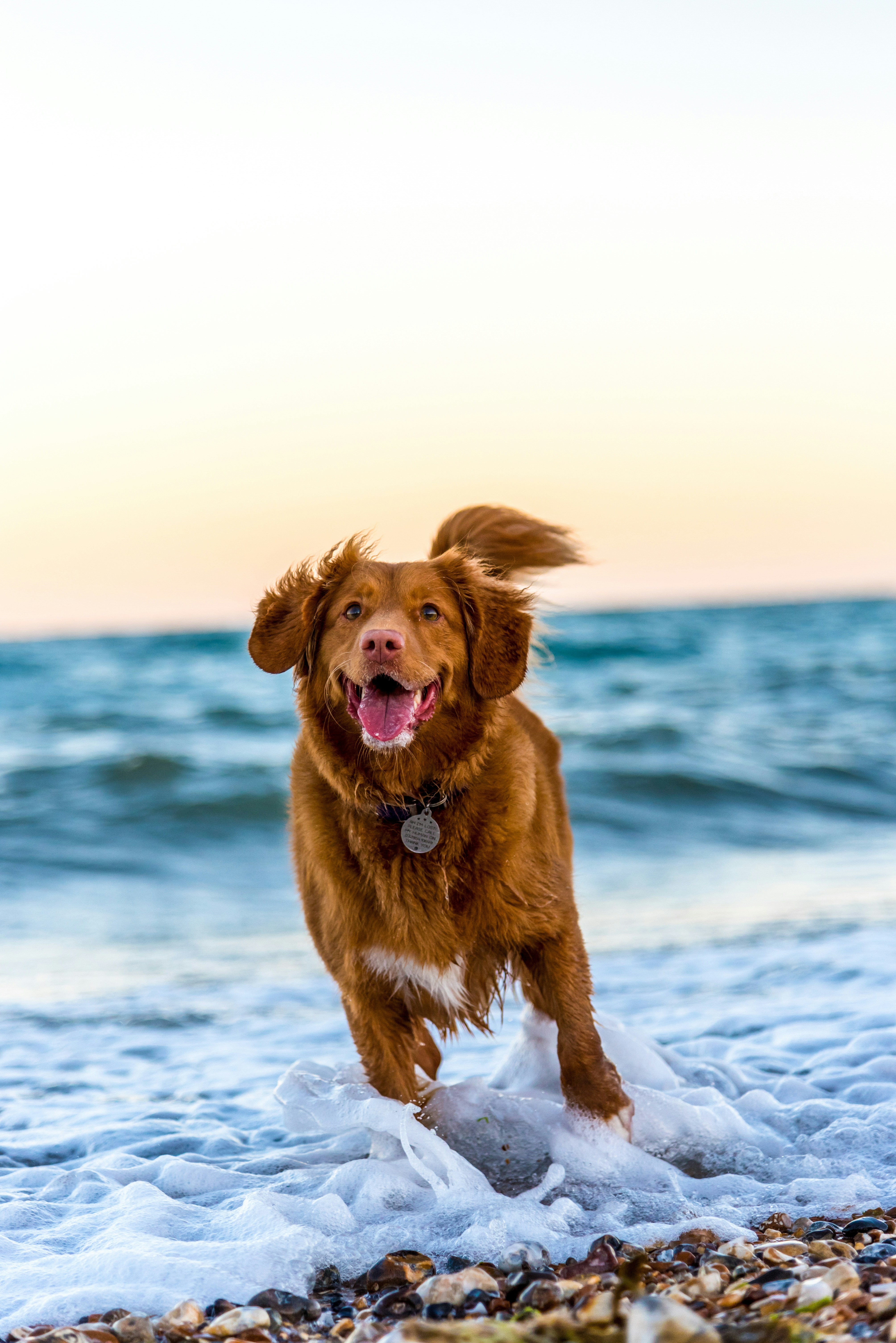 Dog photo: Interactive Puzzle Toys Ranked by Difficulty