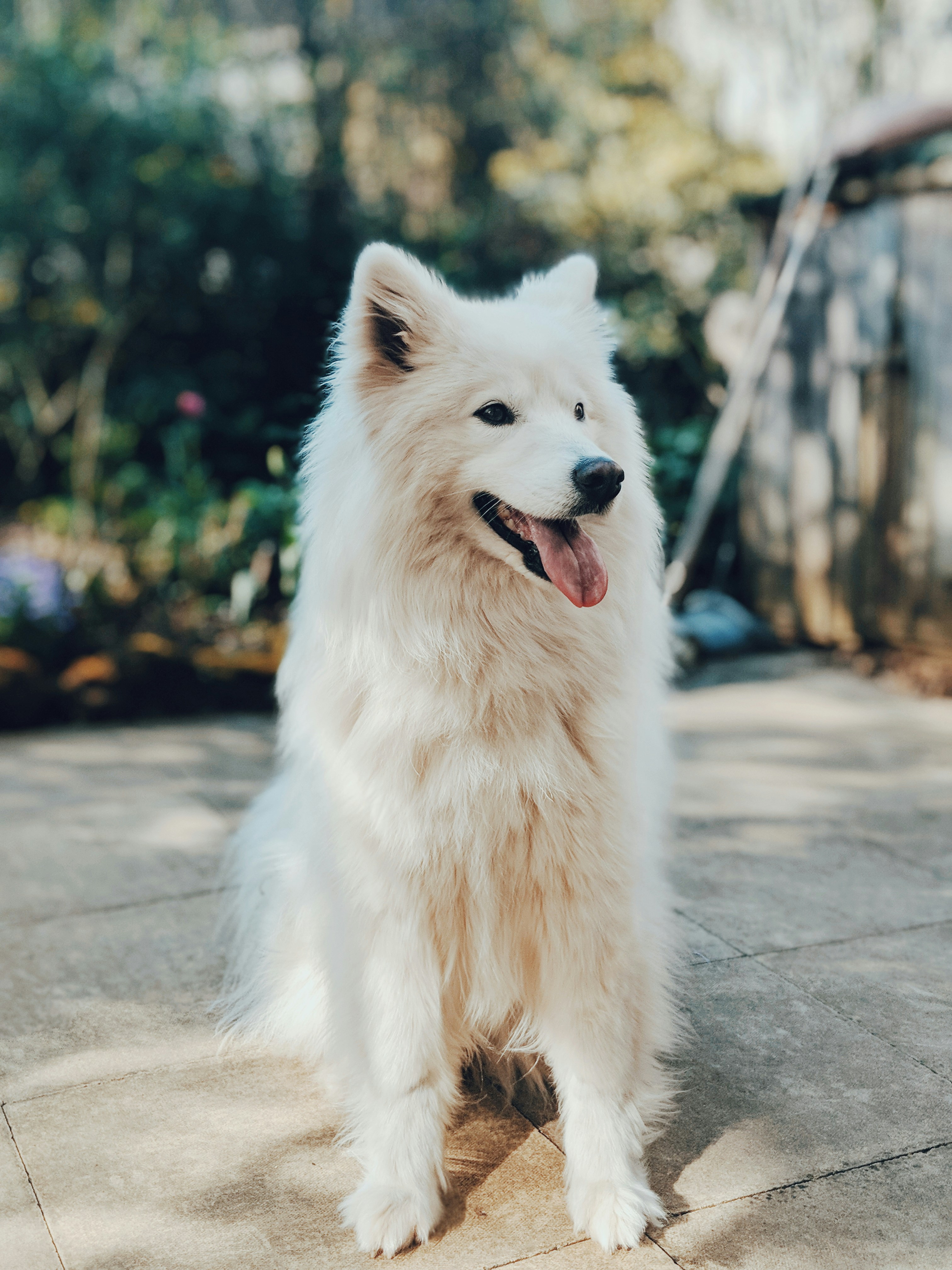 Dog photo: Loose Leash Walking Without Constant Treats