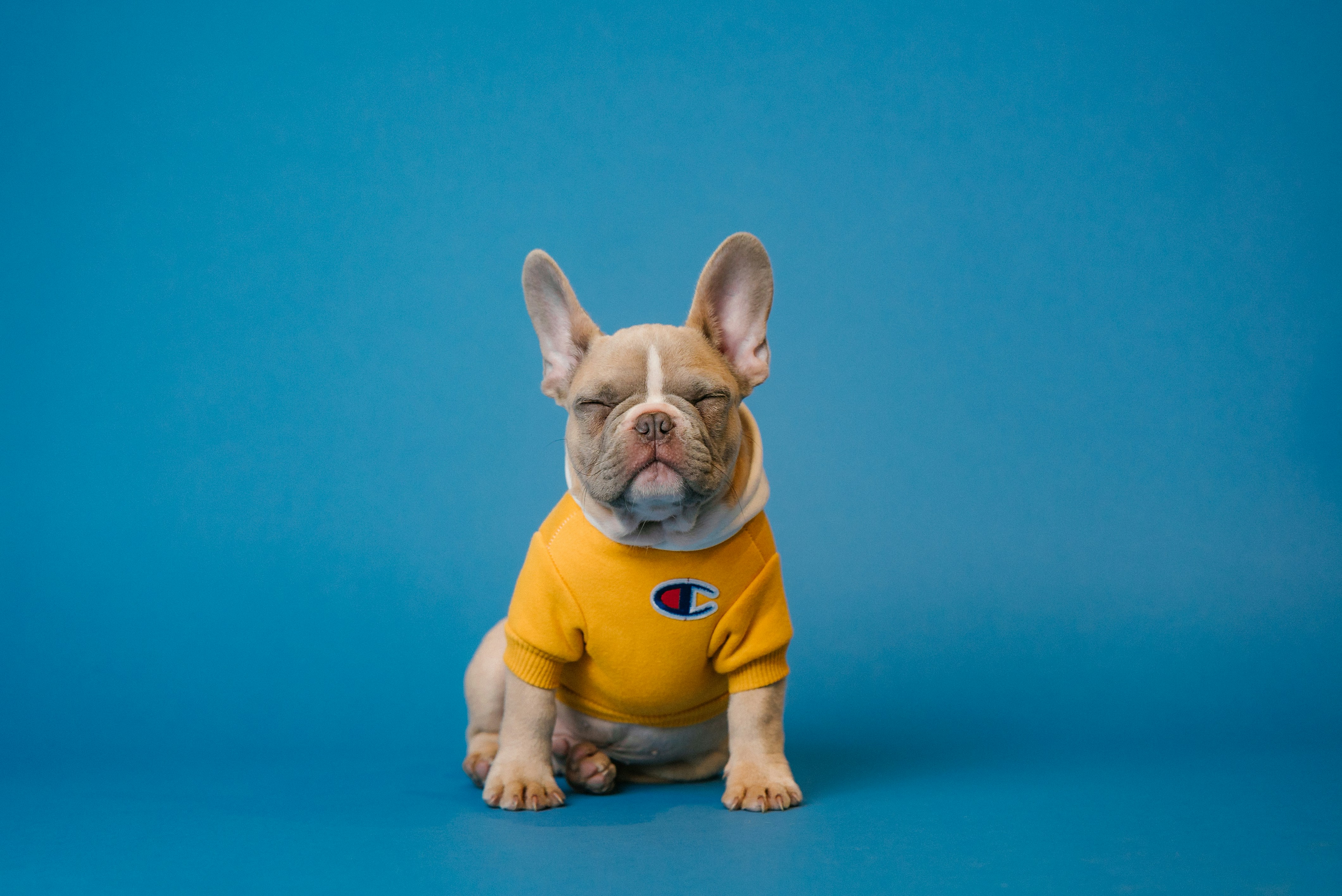 Dog photo: Managing Chronic Ear Infections