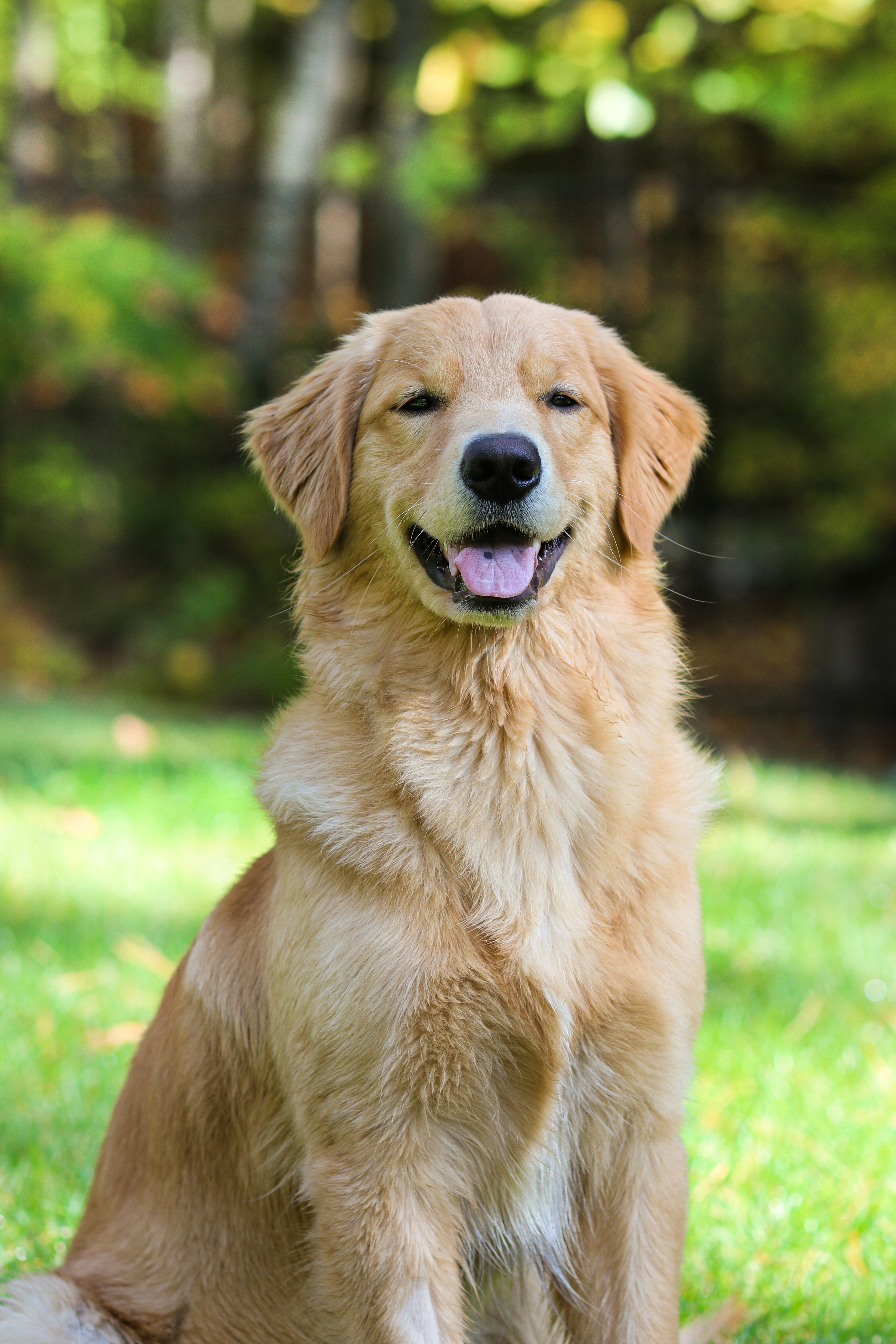 Dog photo: Microchipping and ID Tags