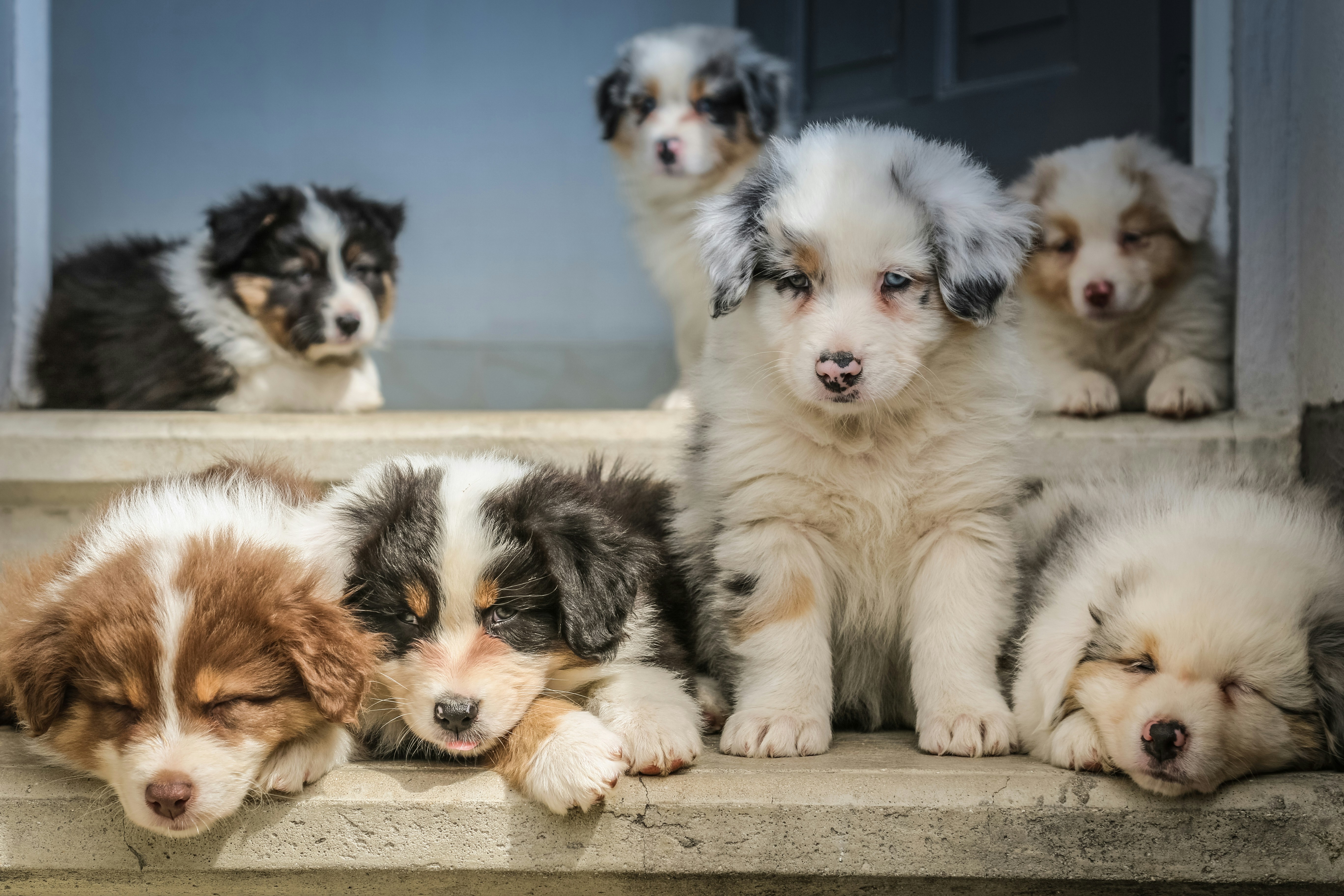 Dog photo: Microchipping and ID Tags