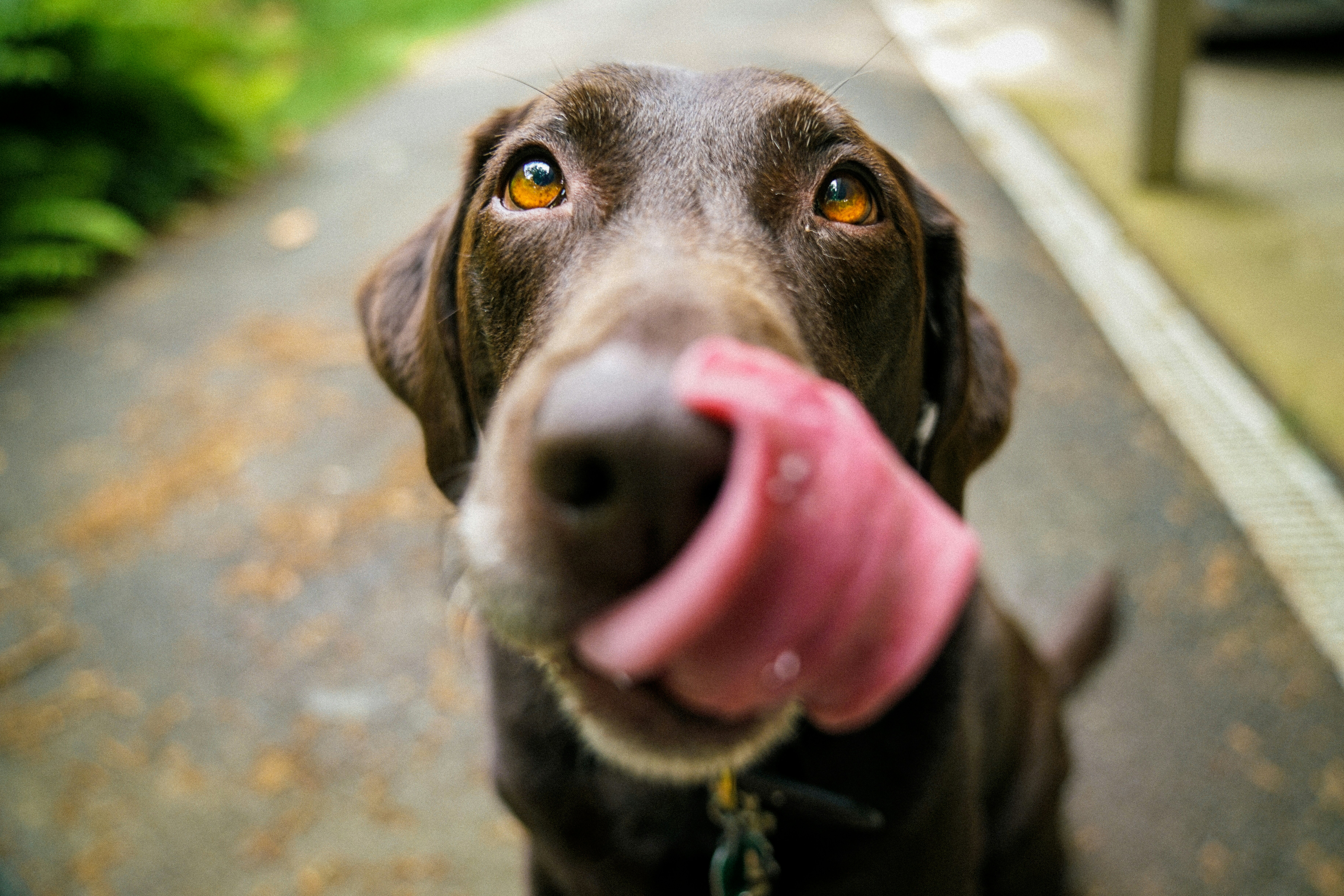 Dog photo: Multi-Dog Household Training Tips