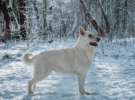 Dog photo: Orthopedic Dog Beds for Senior Dogs
