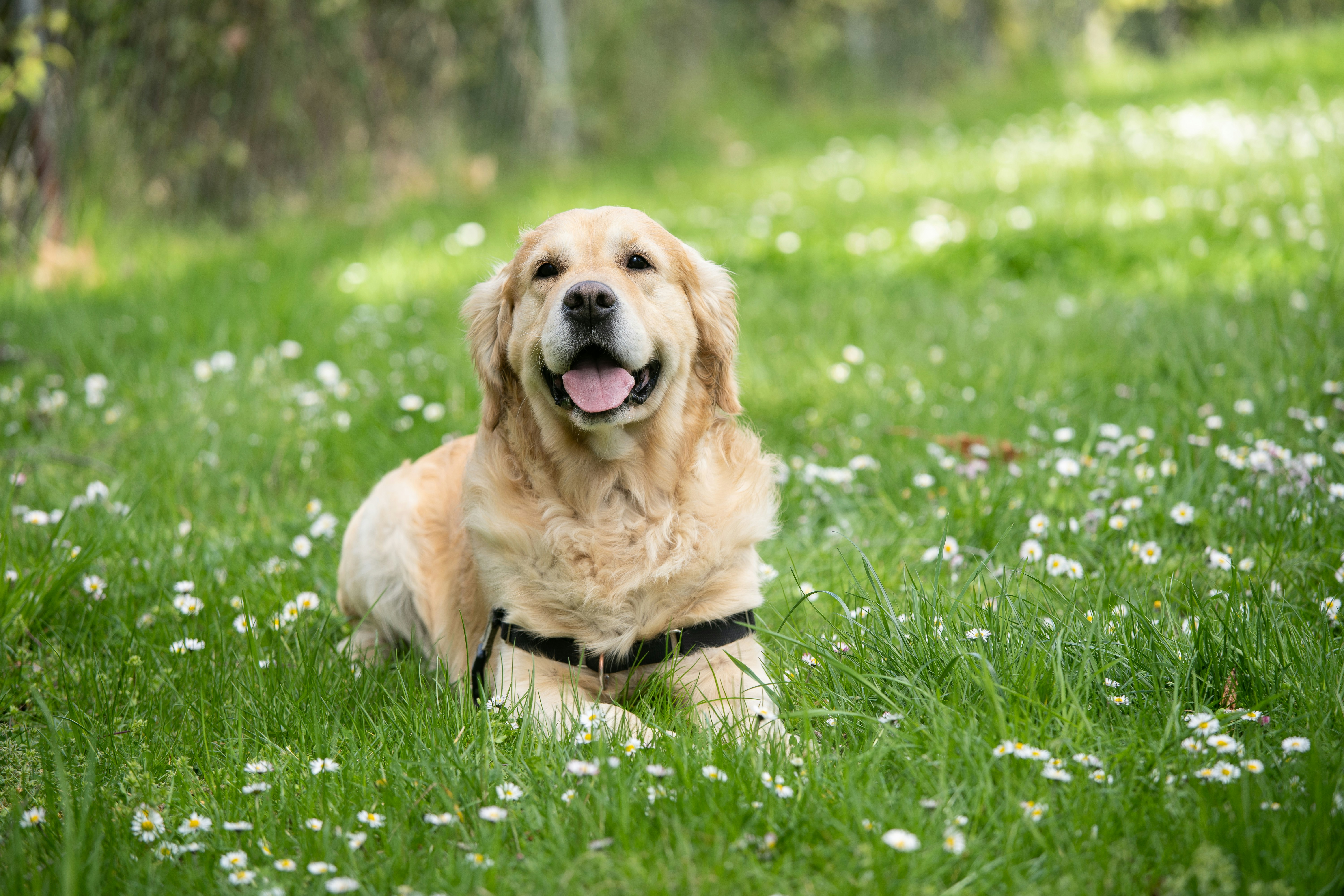 Dog photo: Orthopedic Dog Beds for Seniors
