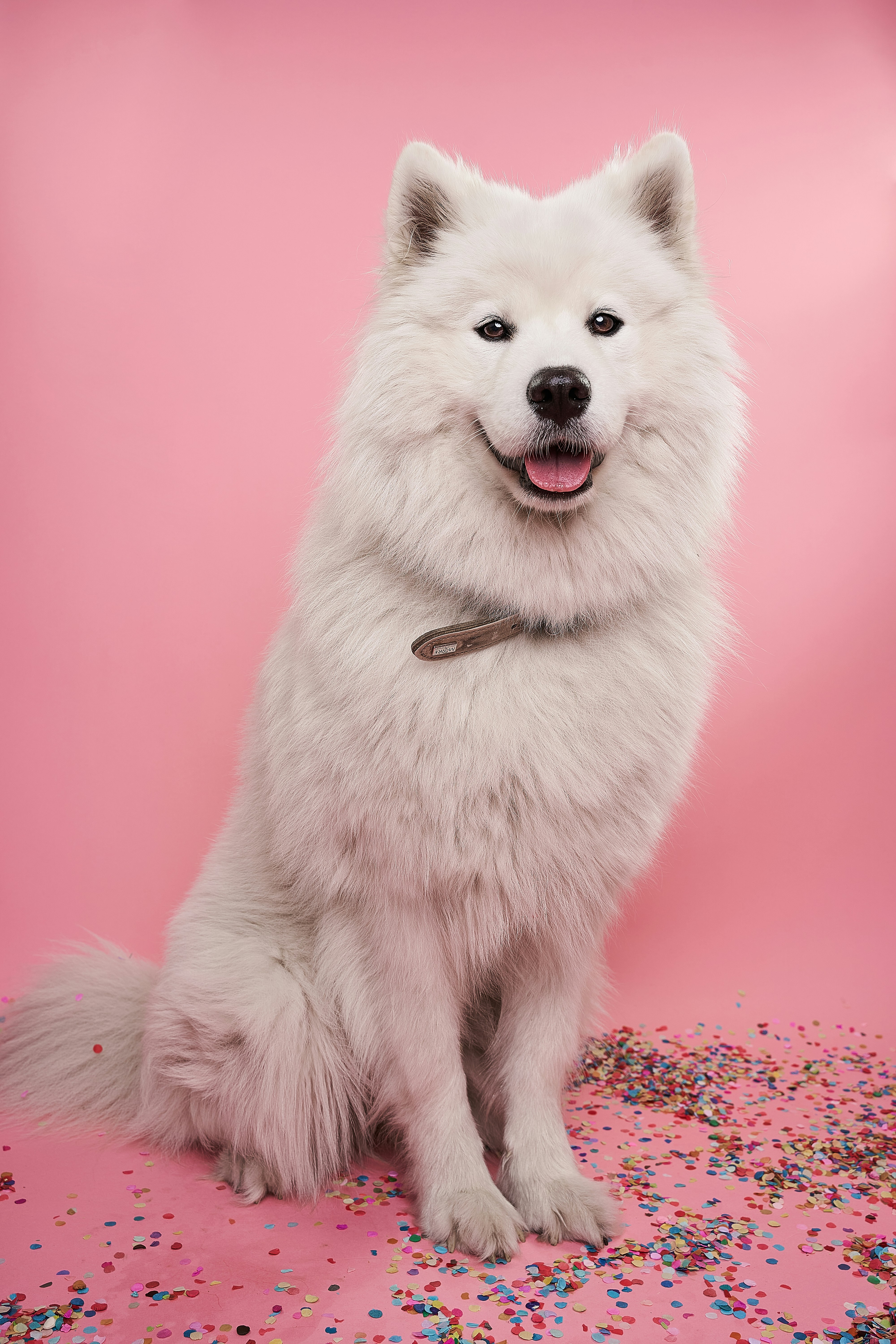 Dog photo: Place Command for Calm Door Greetings