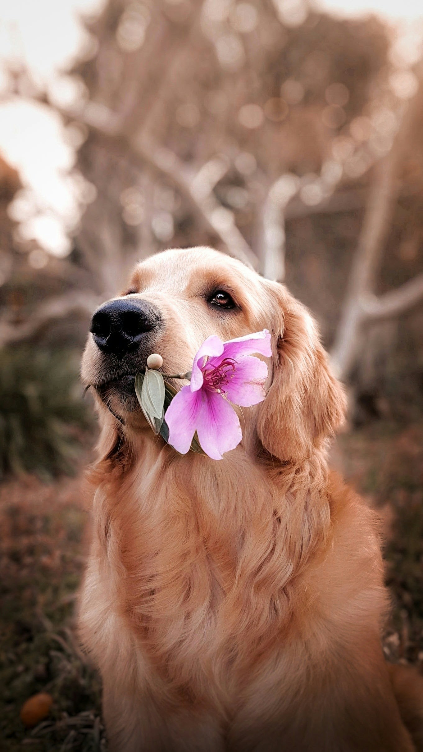 Dog photo: Preparing for a Routine Vet Visit
