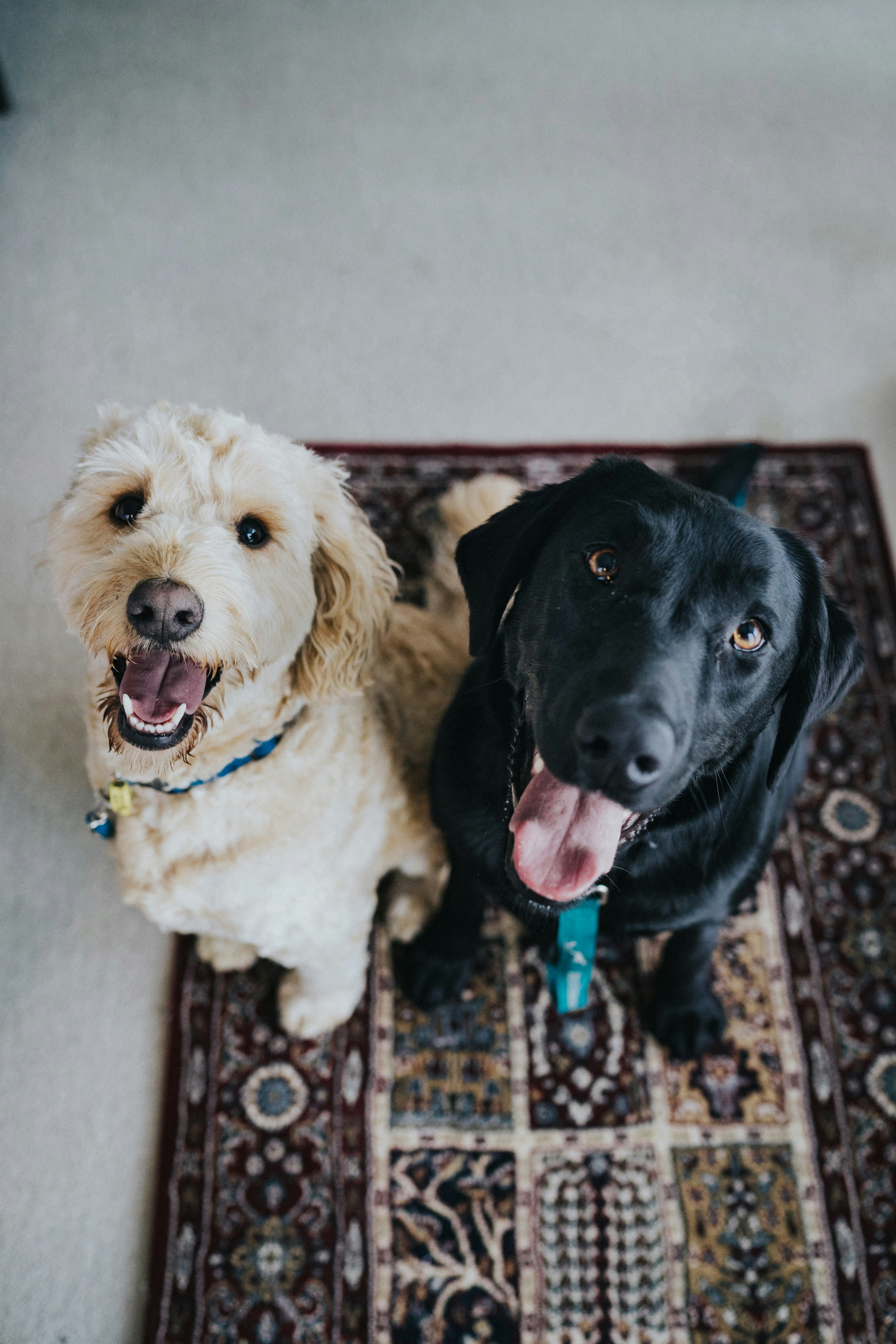 Dog photo: Puppy Growth Spurts and Appetite