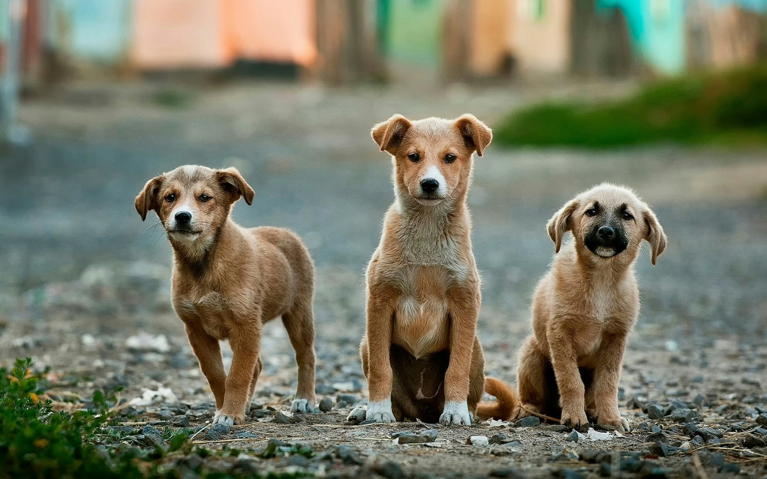 Dog photo: Quiet Barking on Cue