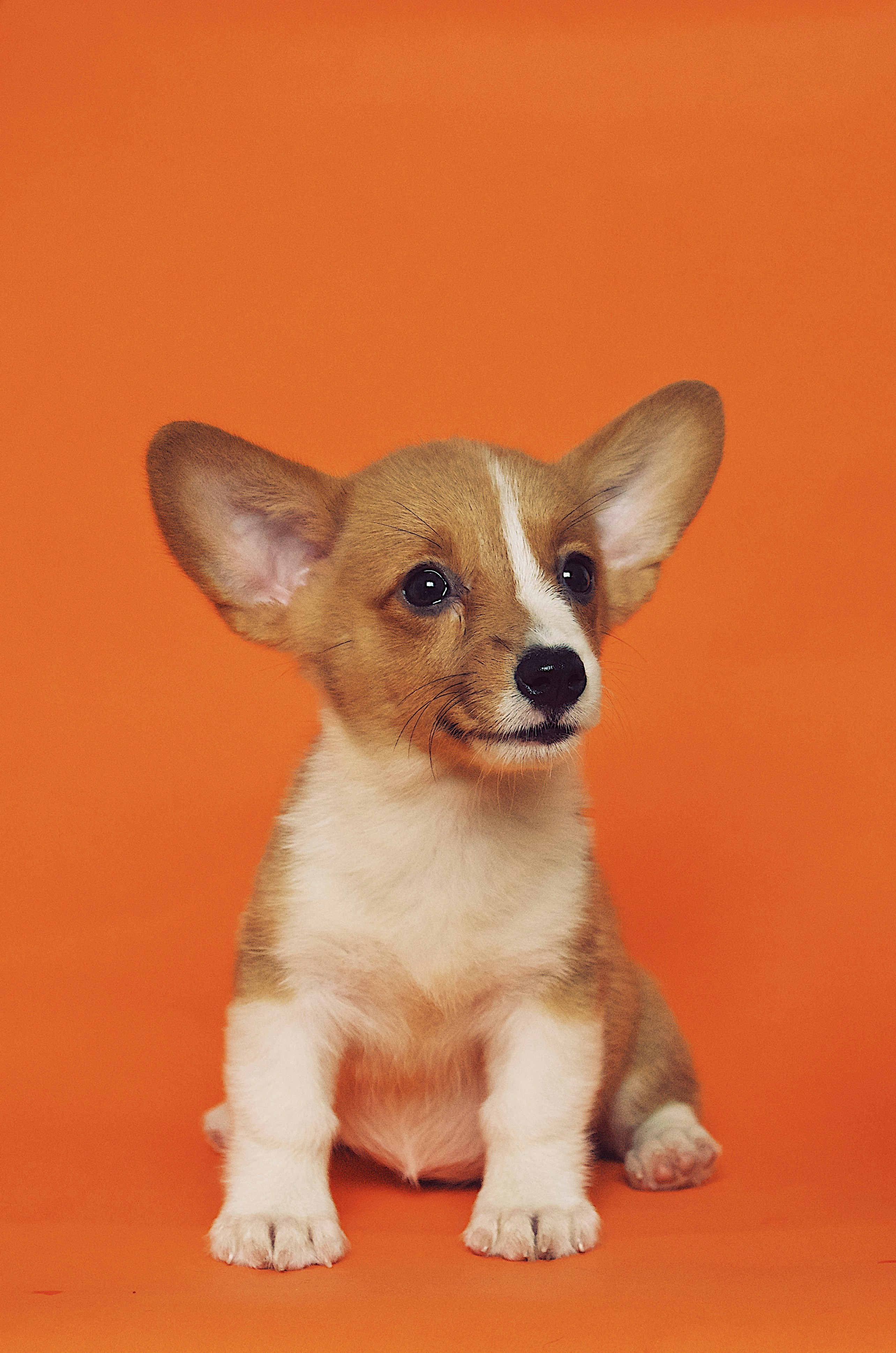 Dog photo: Quiet Barking on Cue