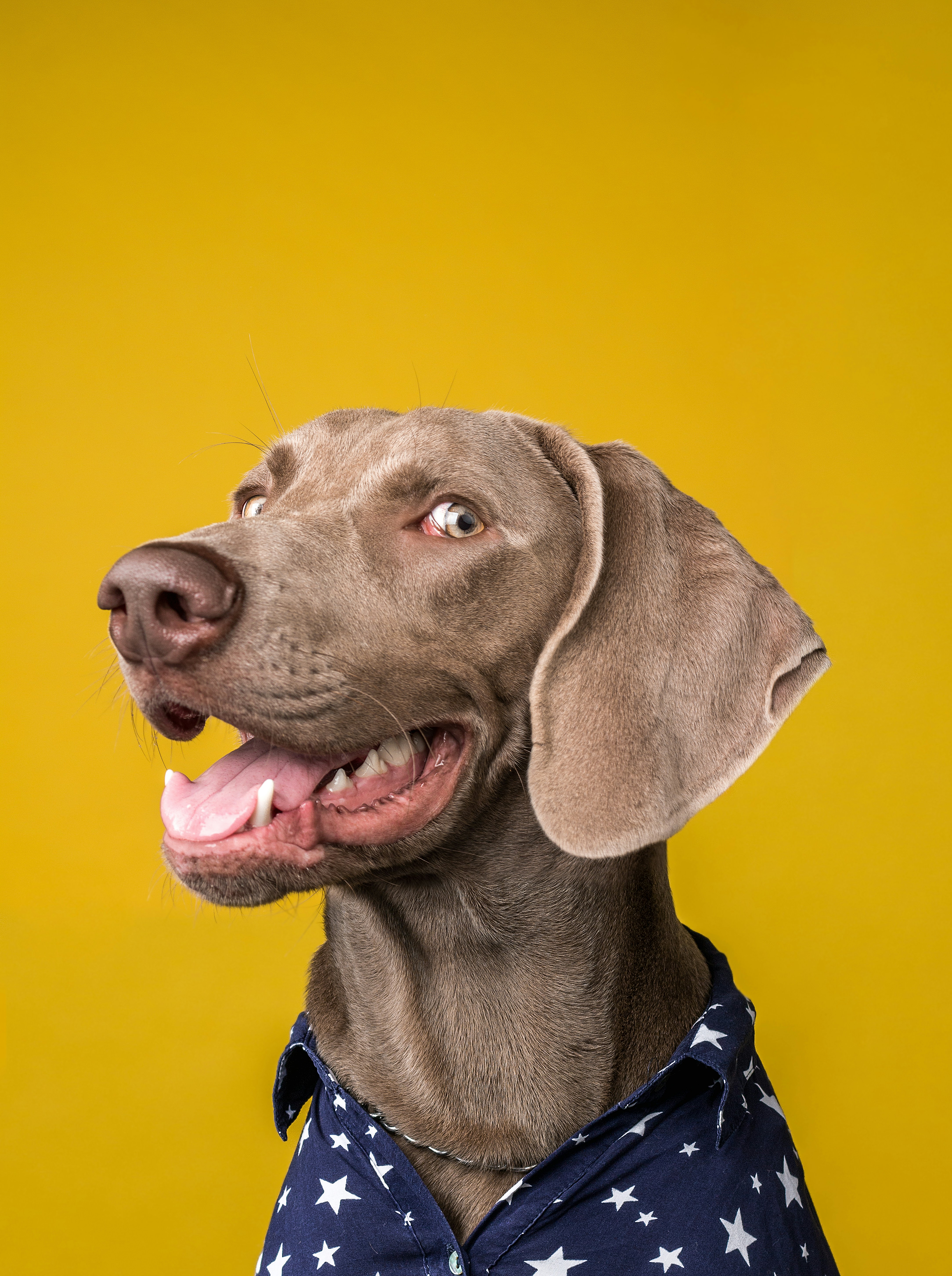 Dog photo: Rare Breeds: Finding Ethical Breeders