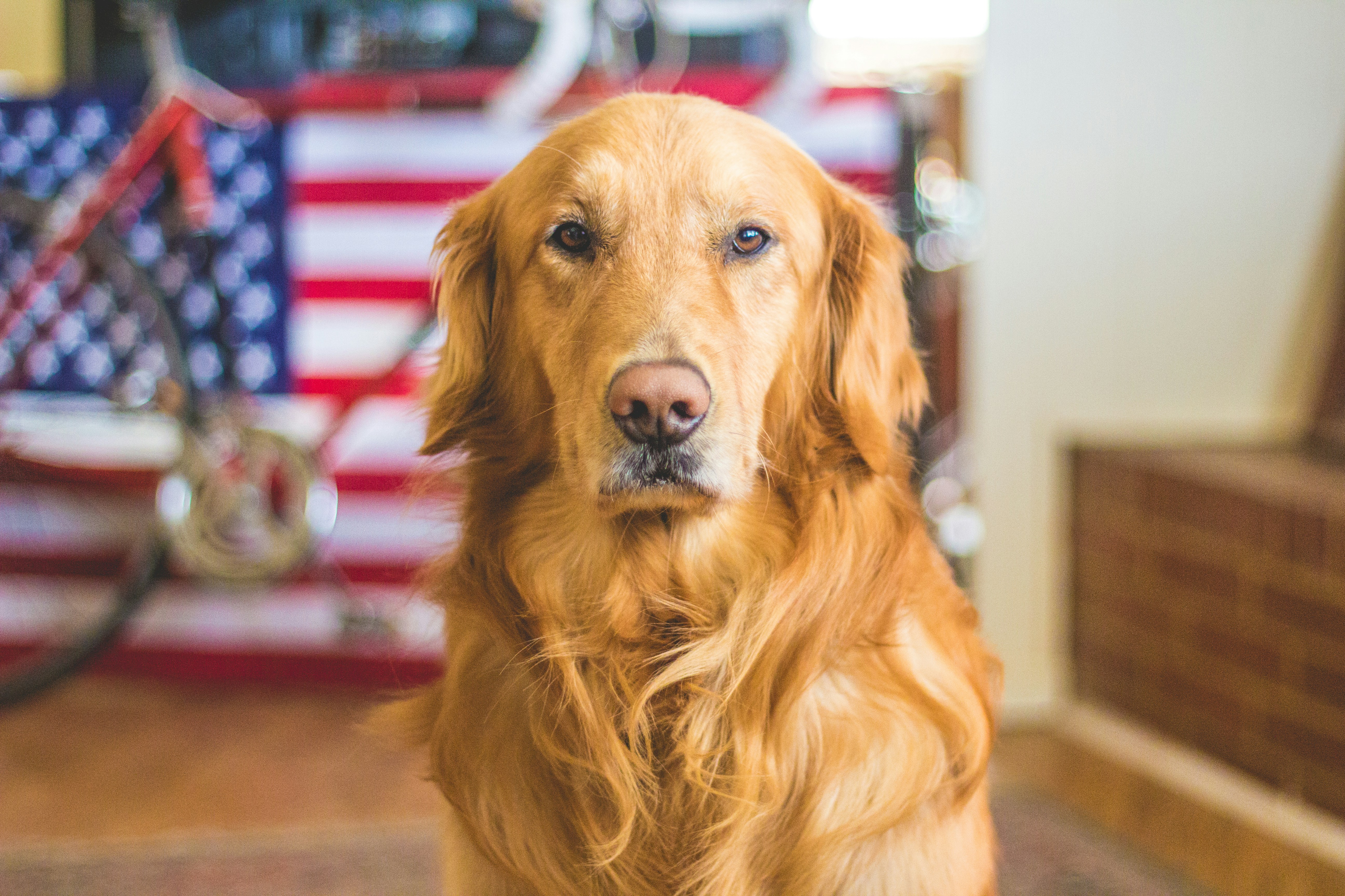 Dog photo: Reading Ingredient Lists on Dog Food