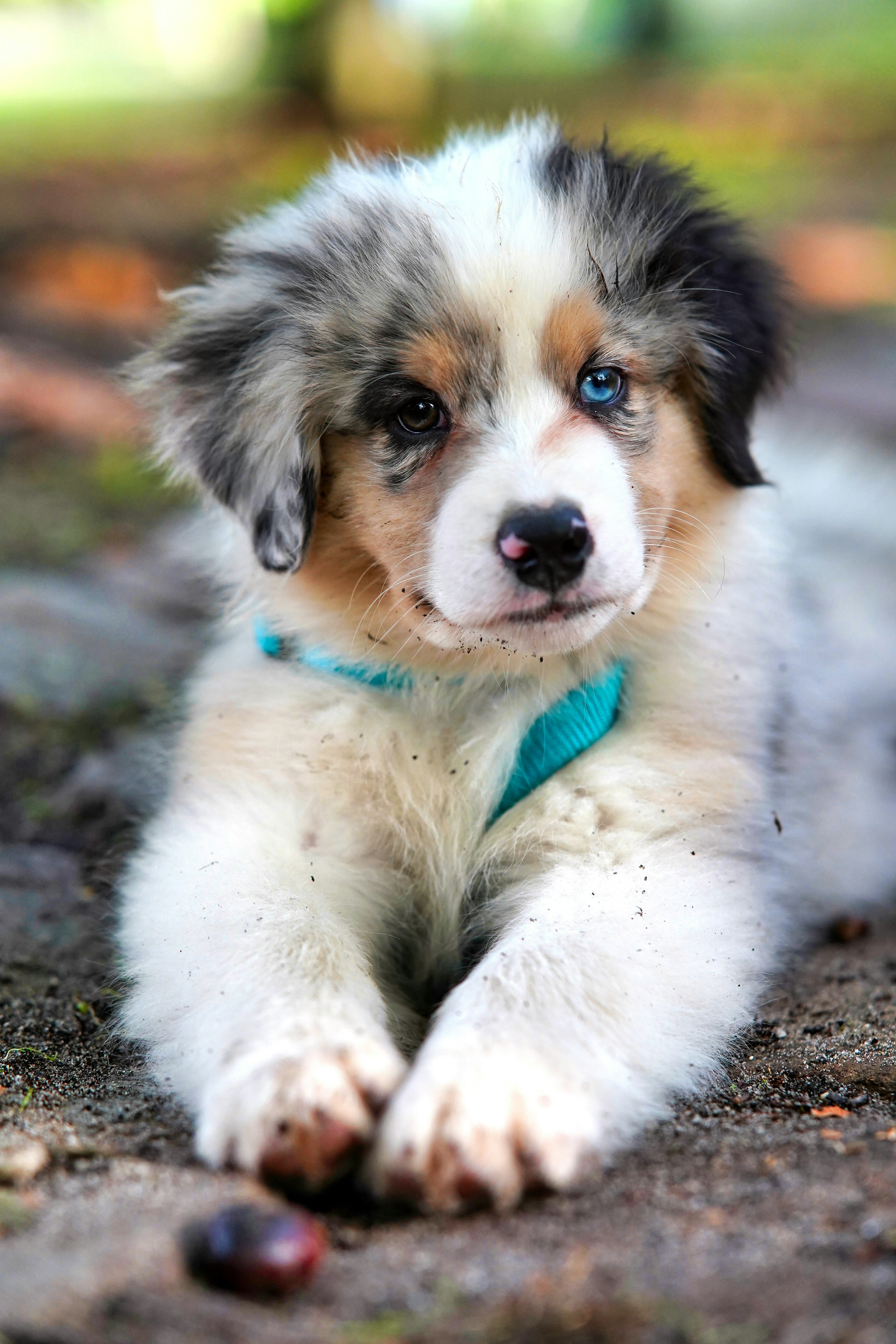 Dog photo: Recall Games for Reluctant Dogs