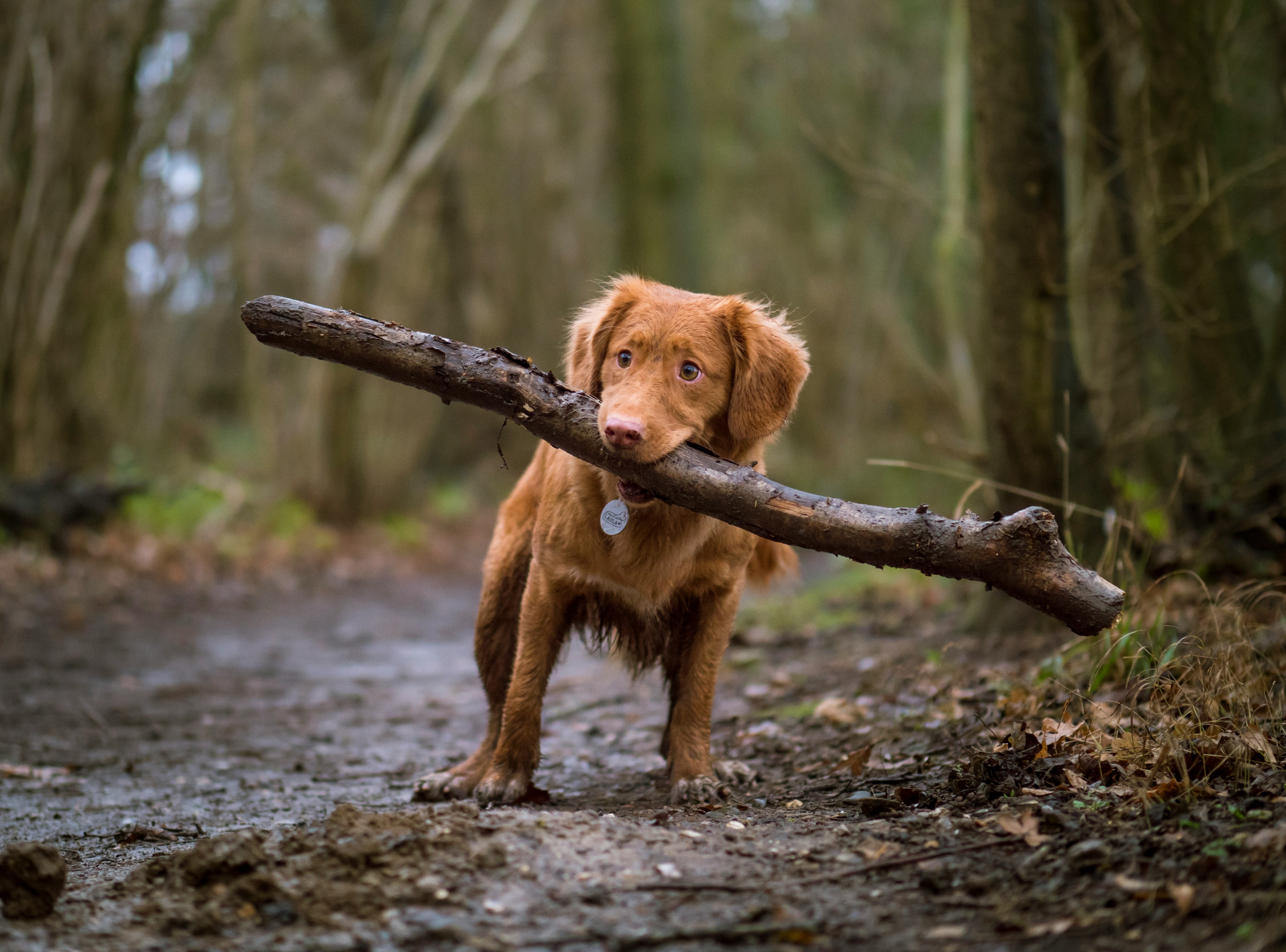 Dog photo: Scent Work Basics at Home