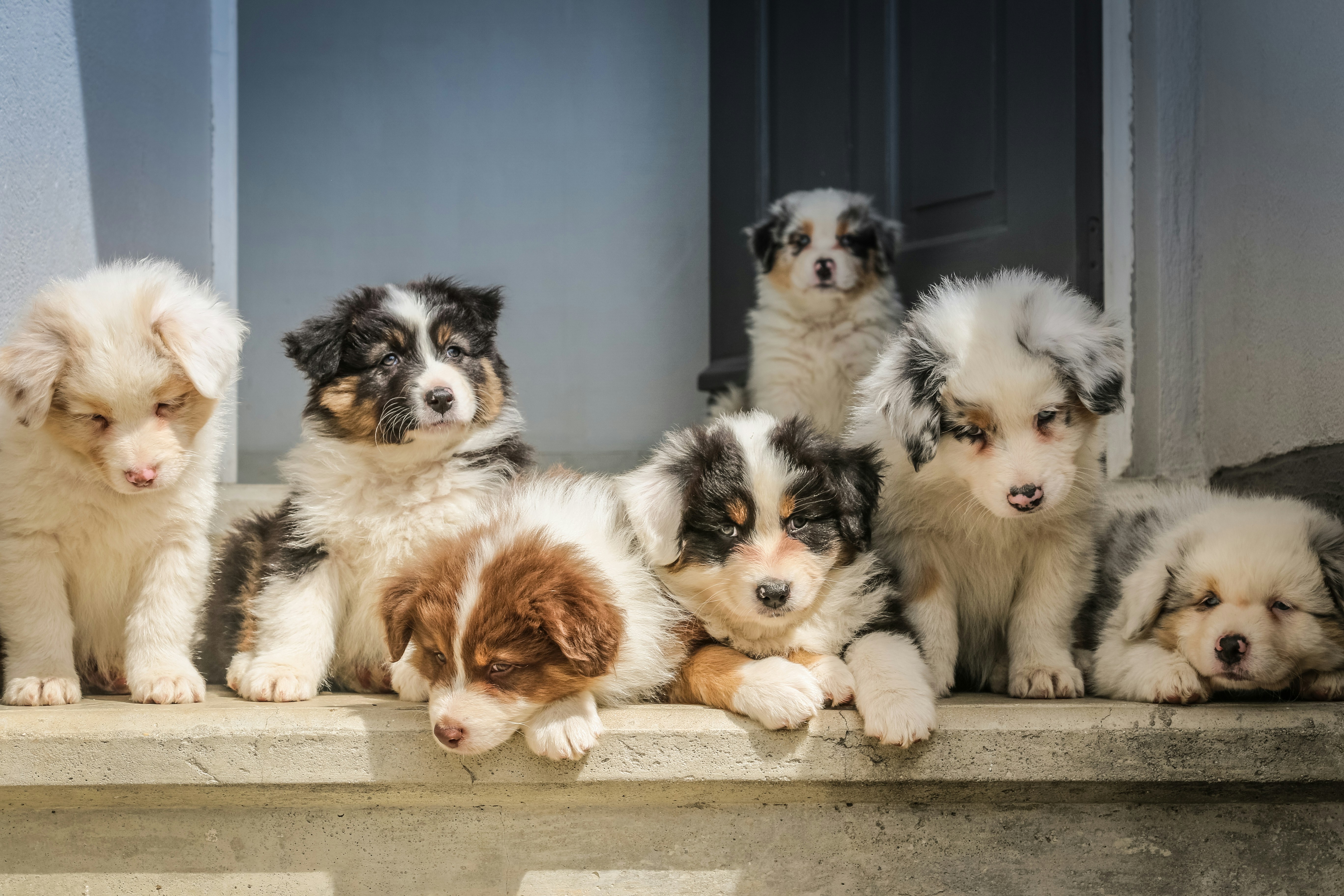 Dog photo: Seasonal Allergies in Dogs