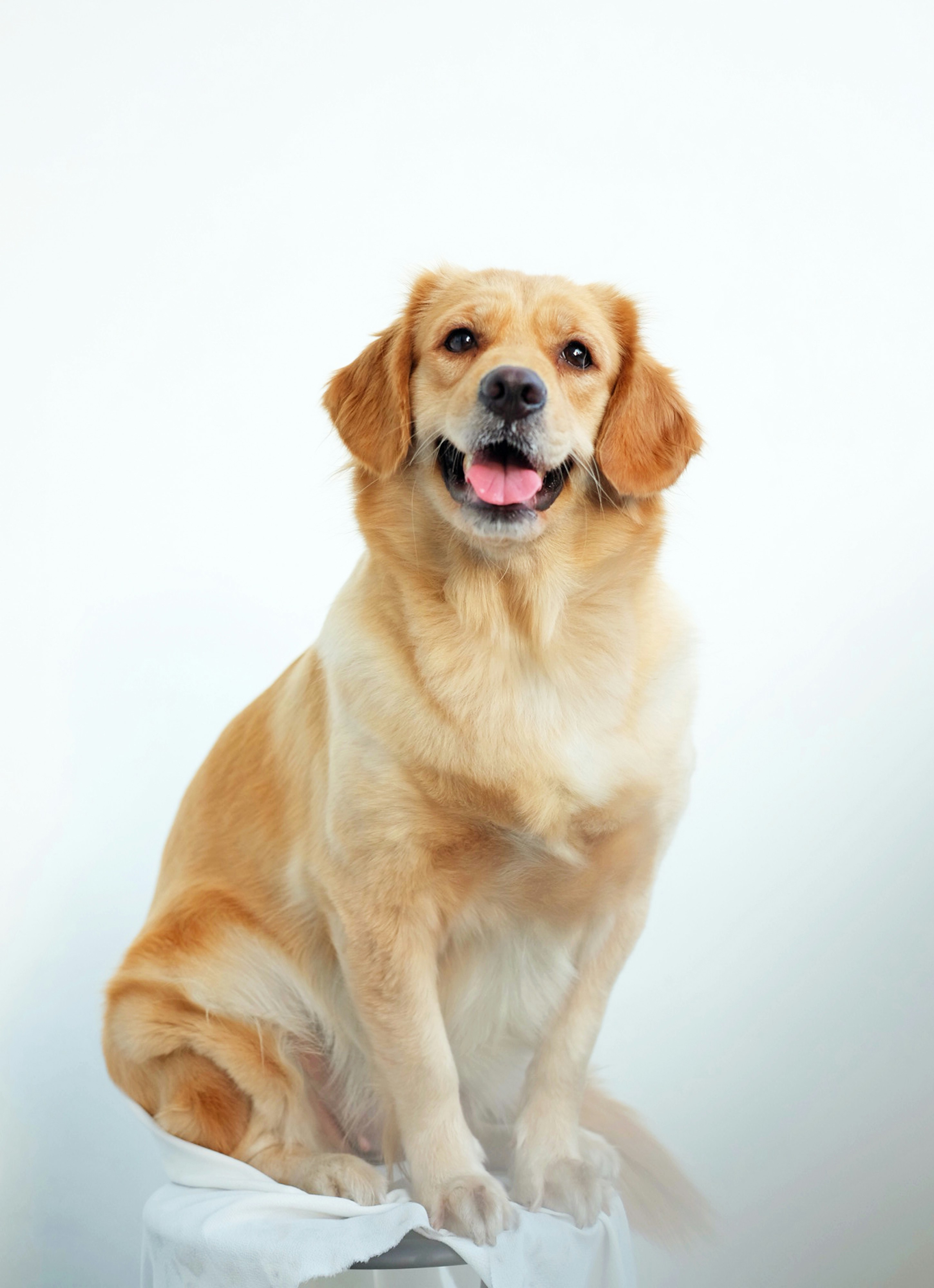 Dog photo: Seasonal Allergies in Dogs