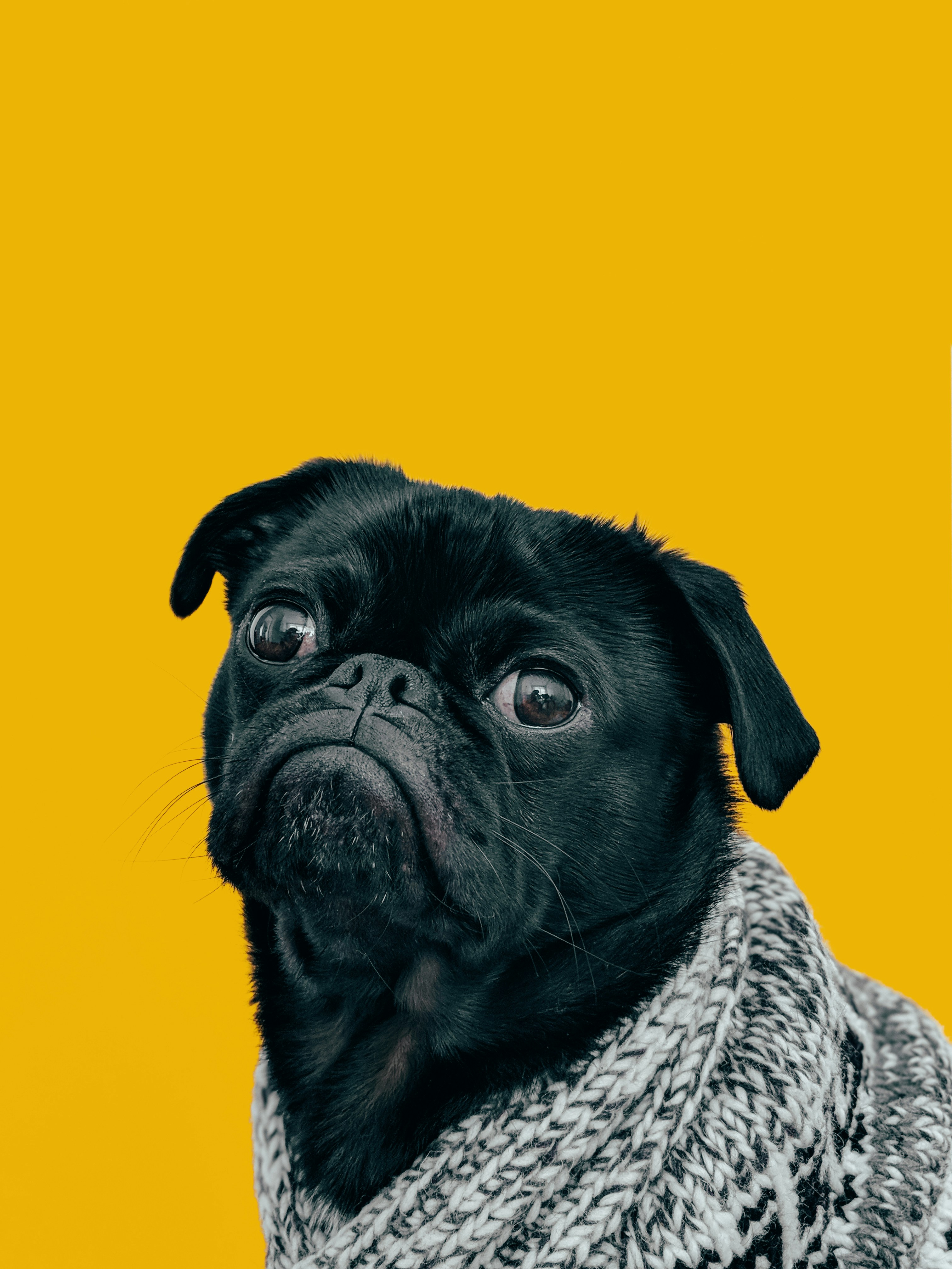 Dog photo: Senior Wellness Bloodwork Explained