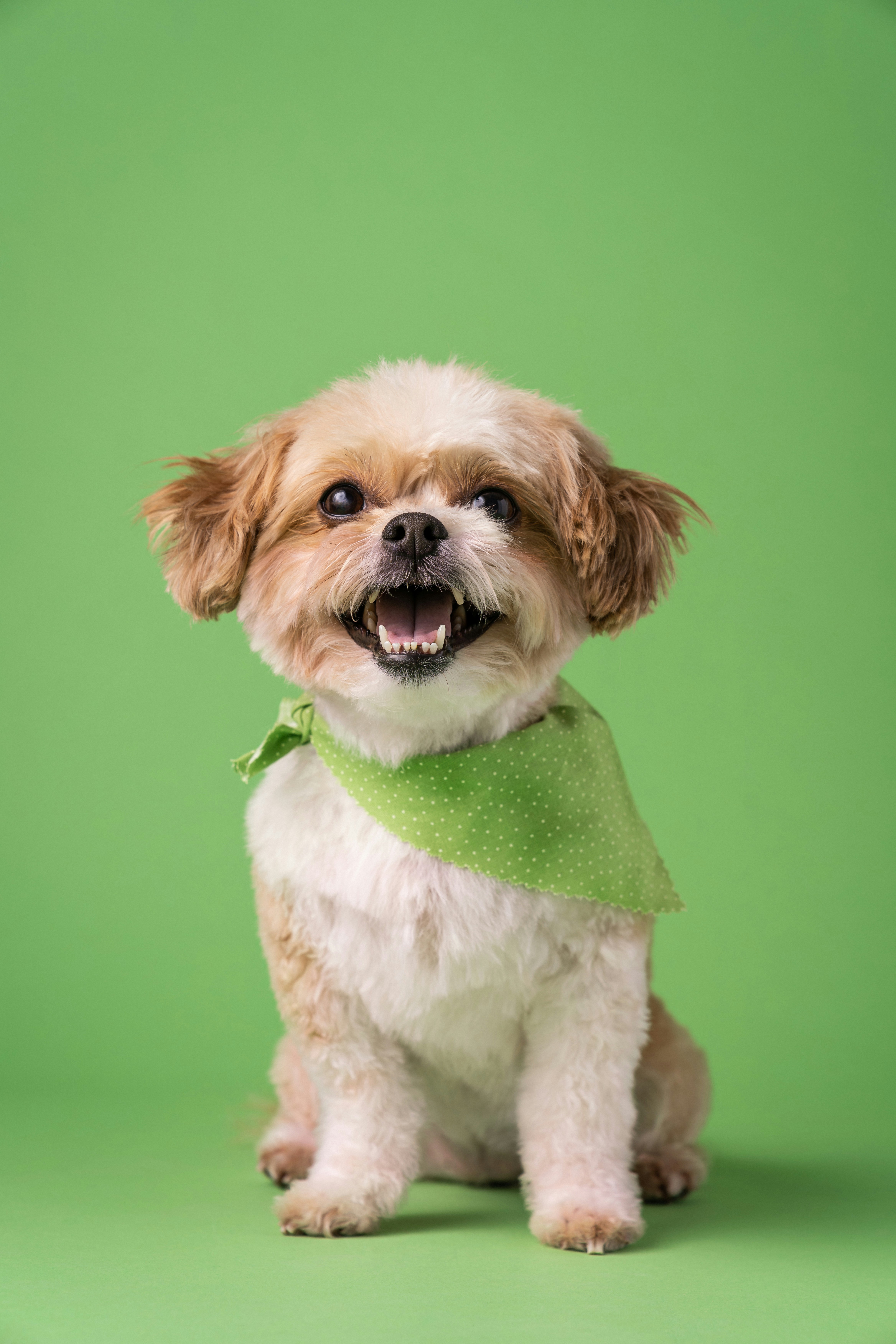 Dog photo: Senior Wellness Bloodwork Explained