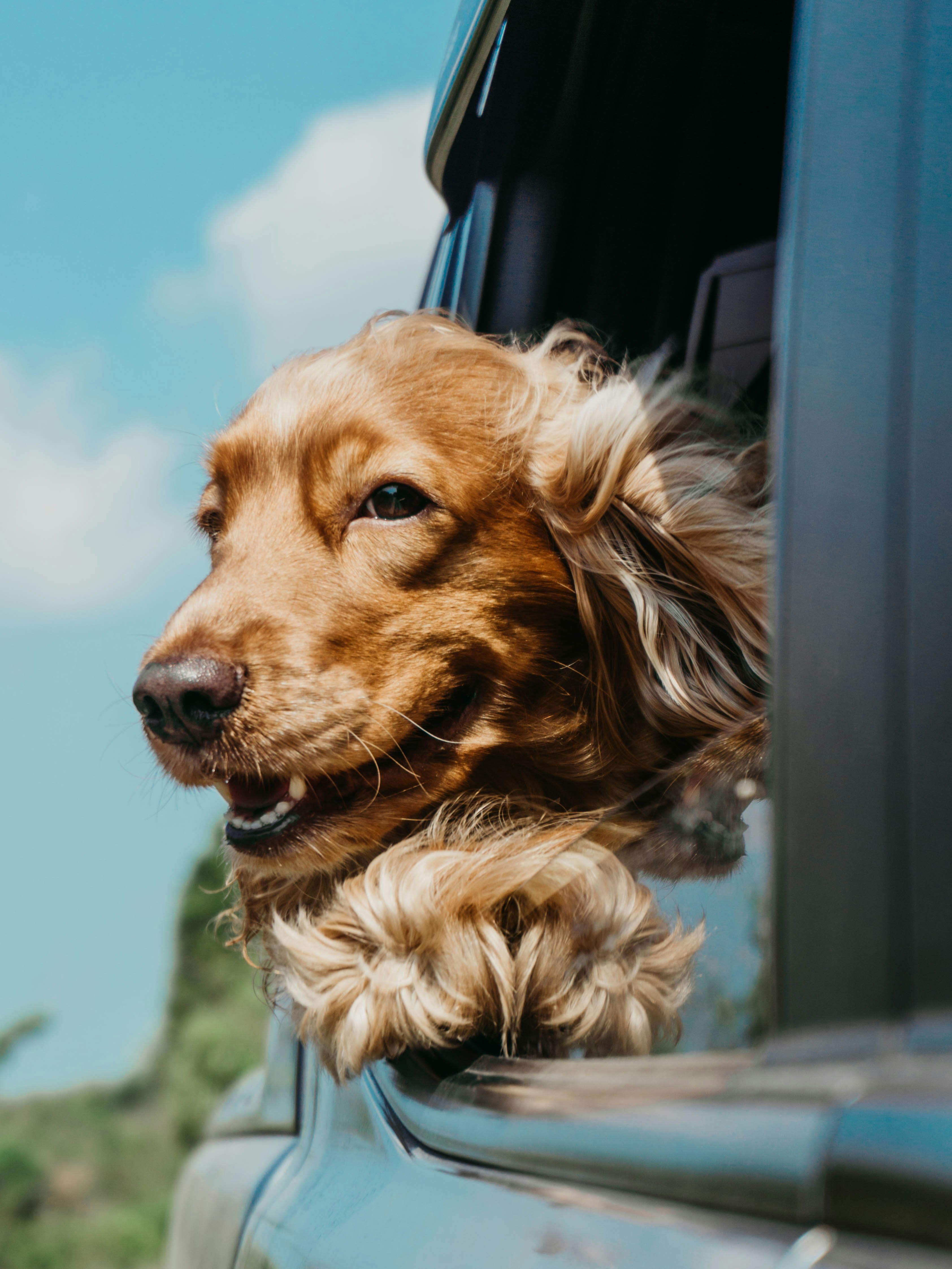 Dog photo: Shampoo Choices for Sensitive Skin