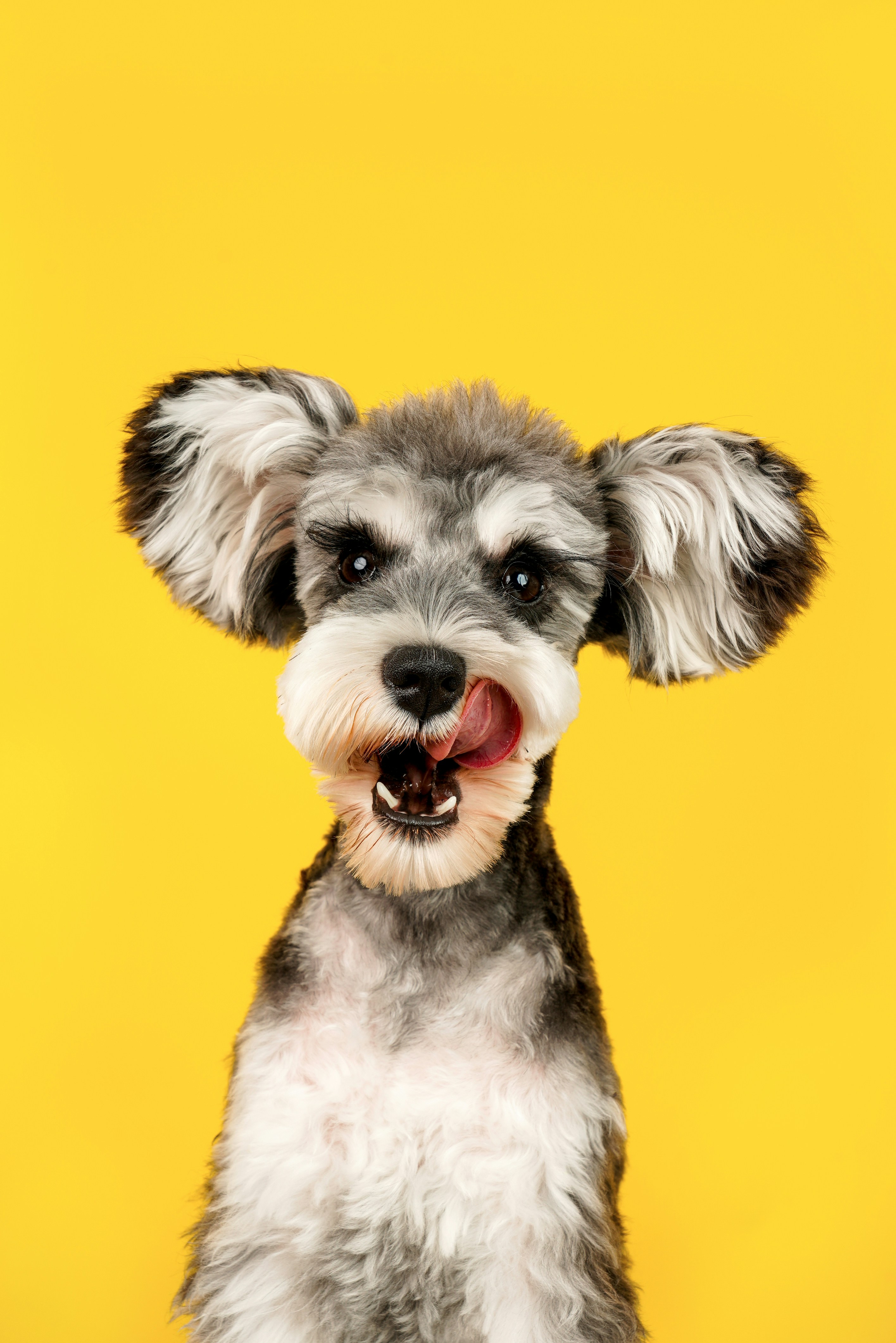 Dog photo: Skin Lumps: Monitor vs Biopsy