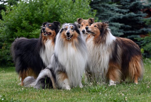 Dog photo: Slow Feeder Bowls: Which Style Works