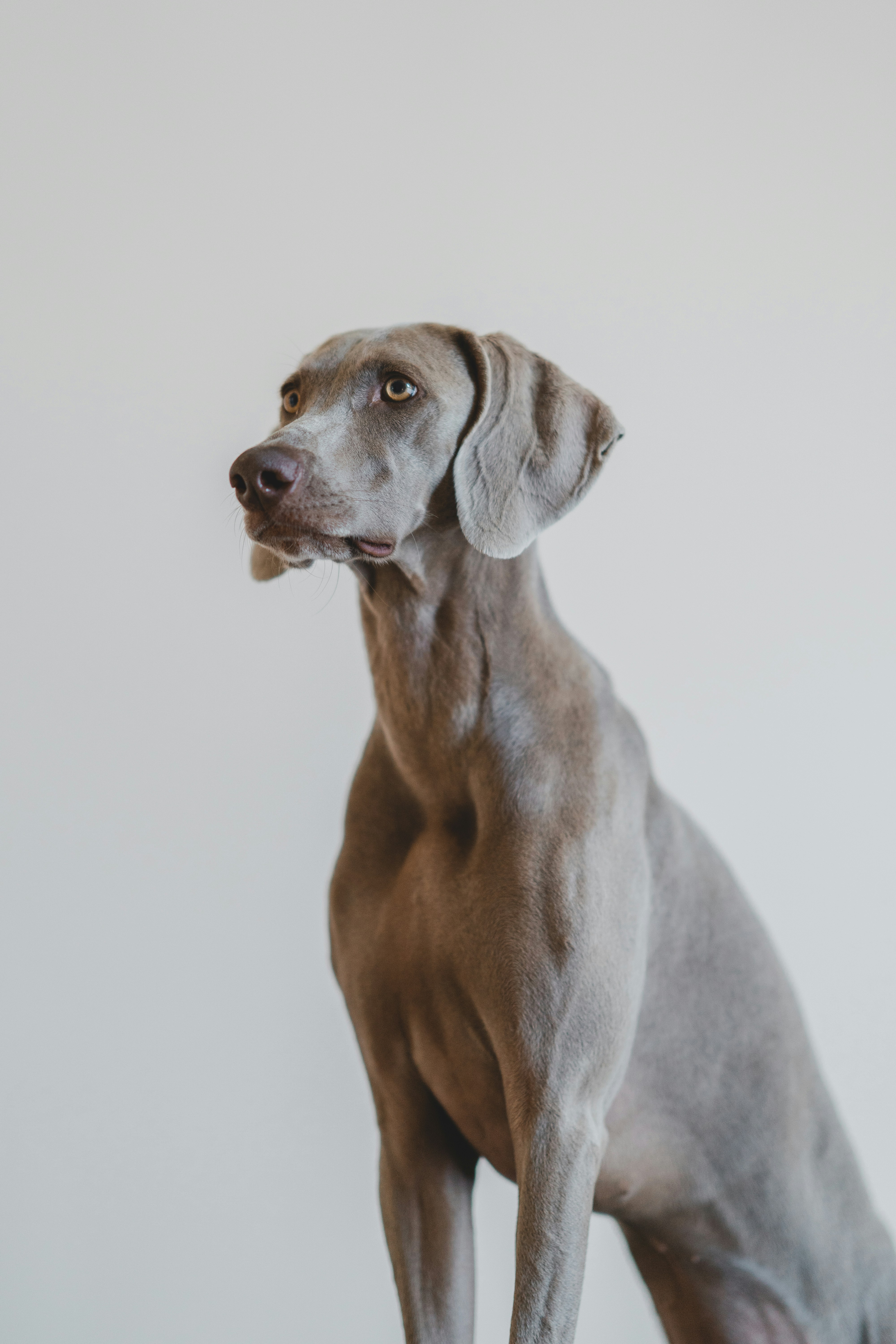 Dog photo: Socializing Before Full Vaccination