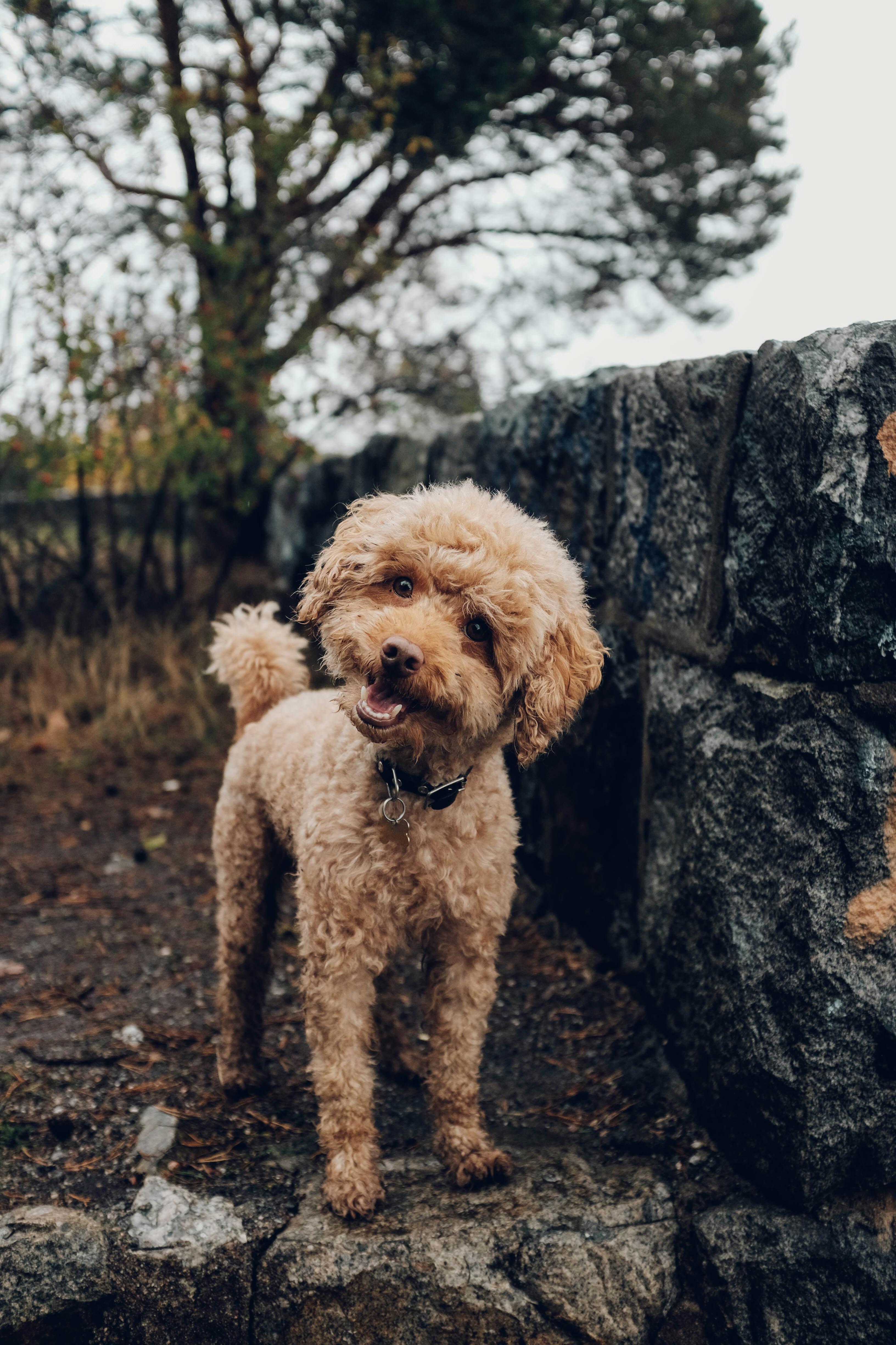 Dog photo: Tactical and Everyday Dog Backpacks