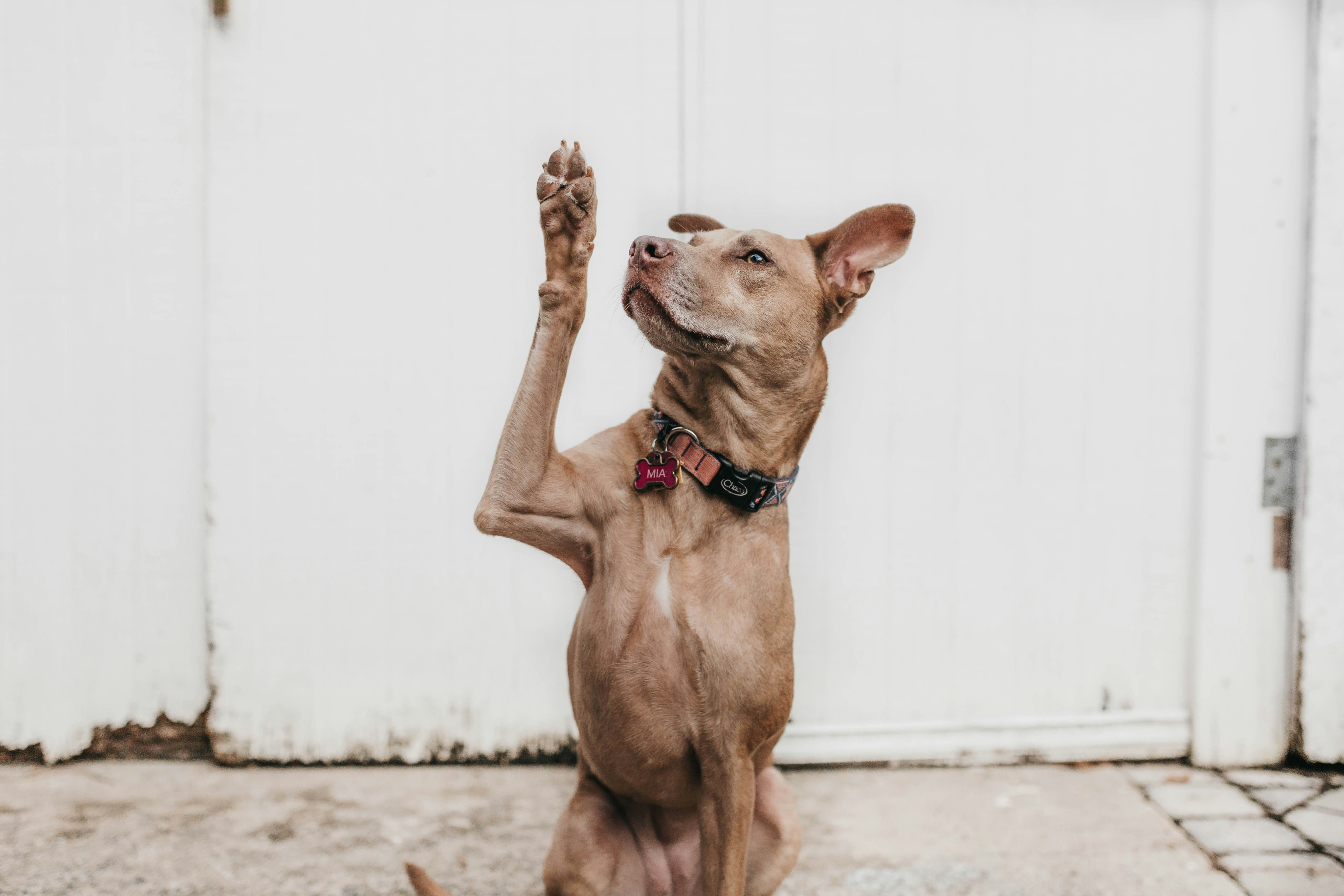 Dog photo: Tactical and Everyday Dog Backpacks