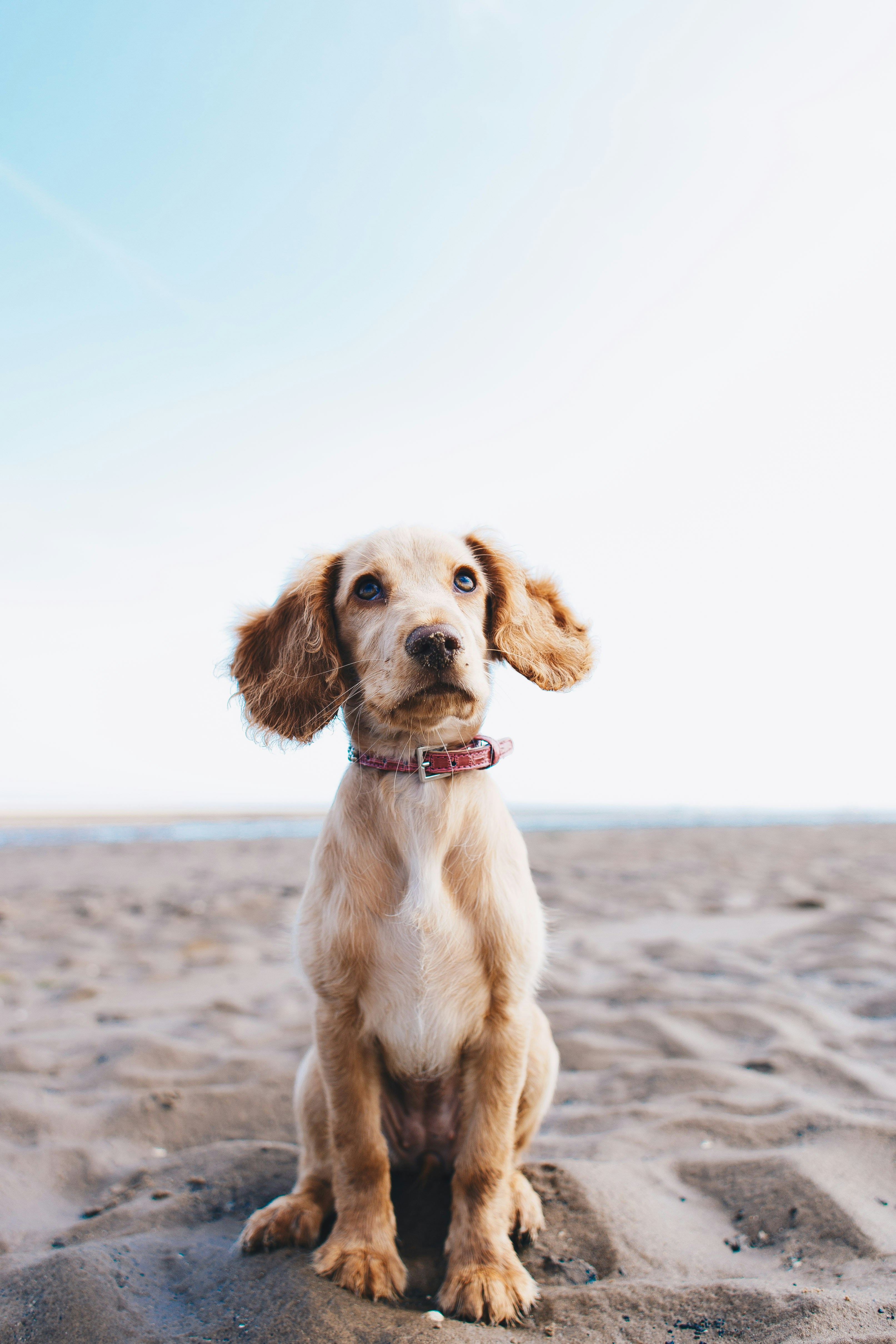 Dog photo: Terriers: Digging and Tenacity