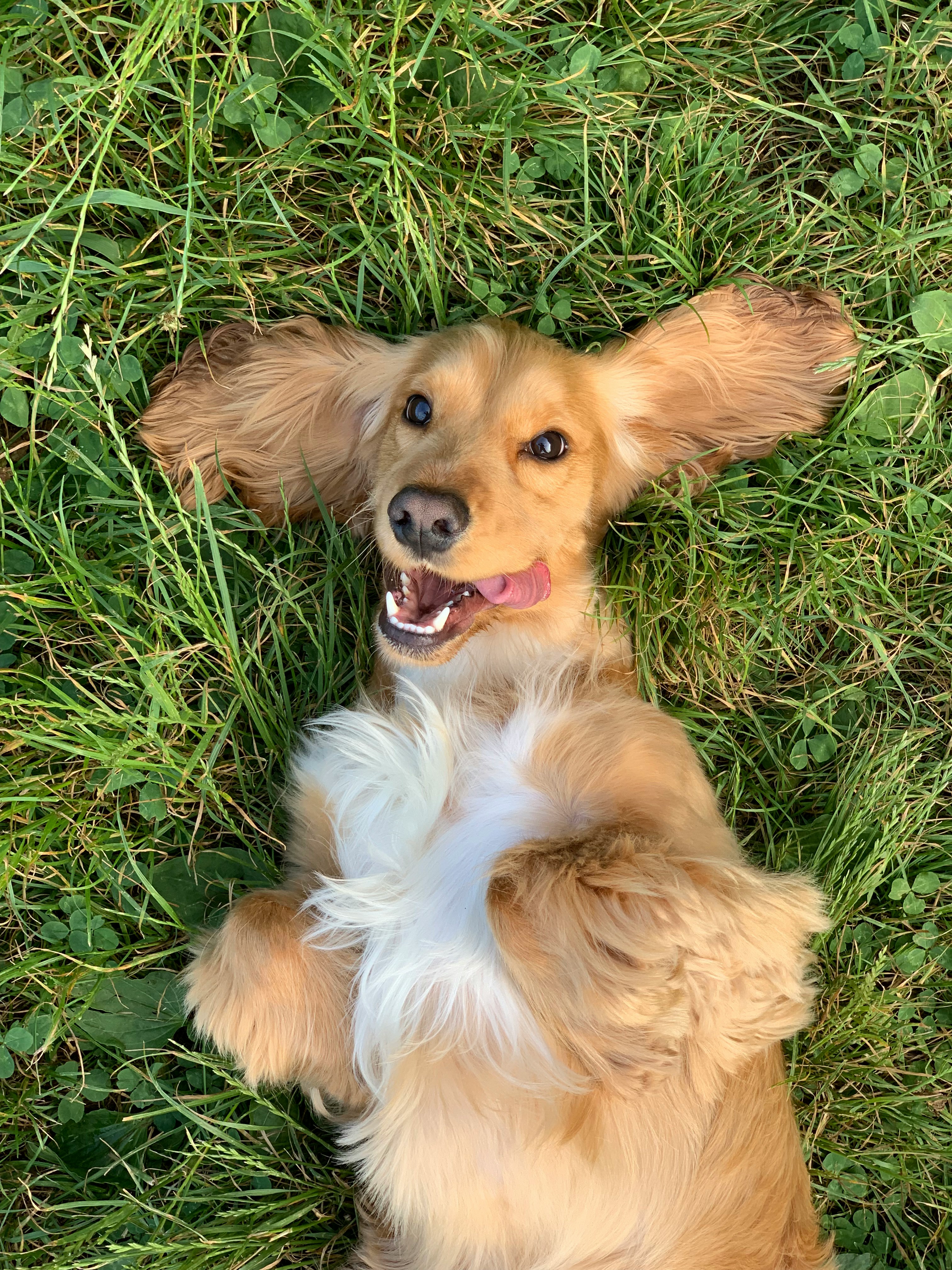 Dog photo: Understanding Guaranteed Analysis Labels