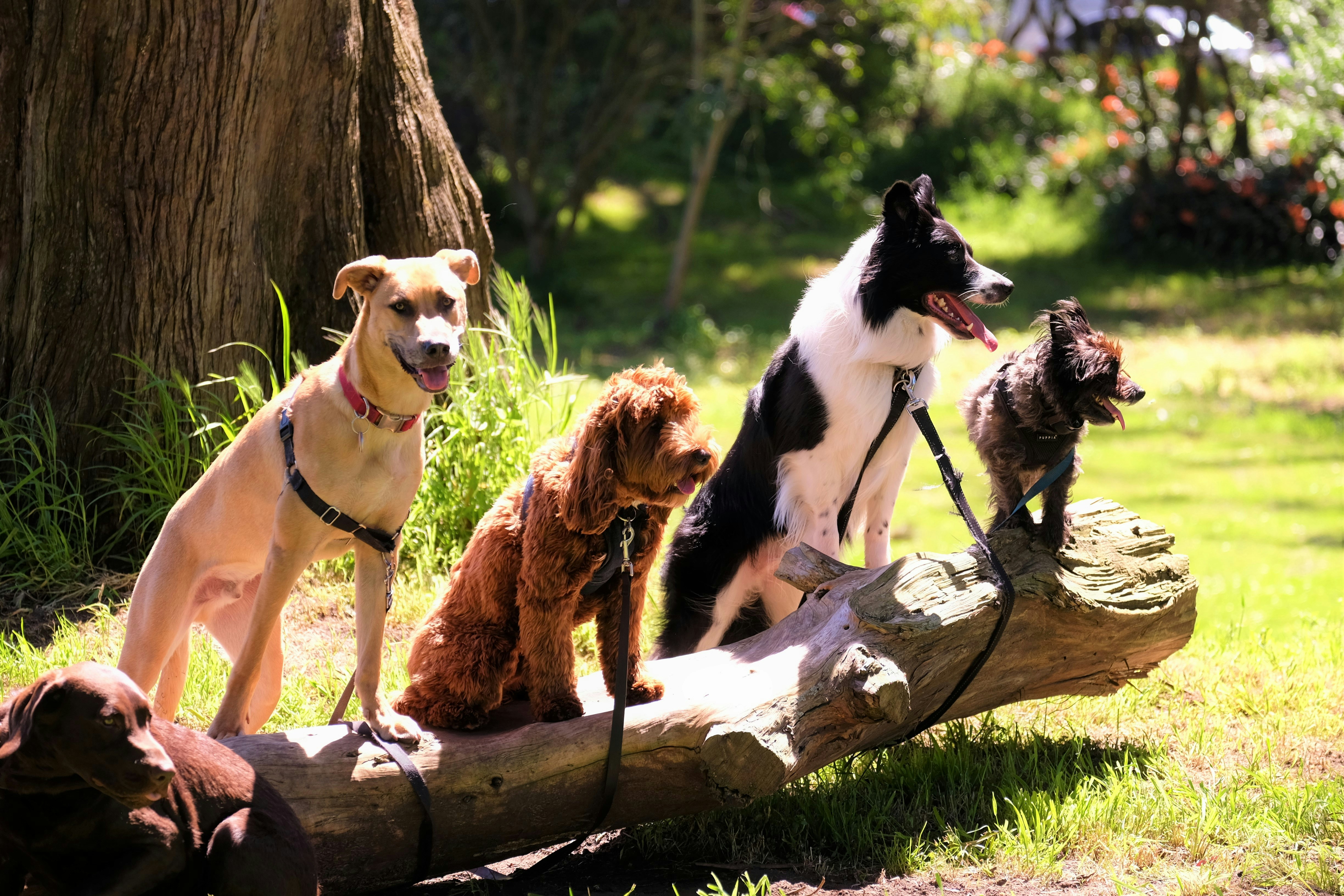 Dog photo: Water-Loving Breeds and Swimming Safety