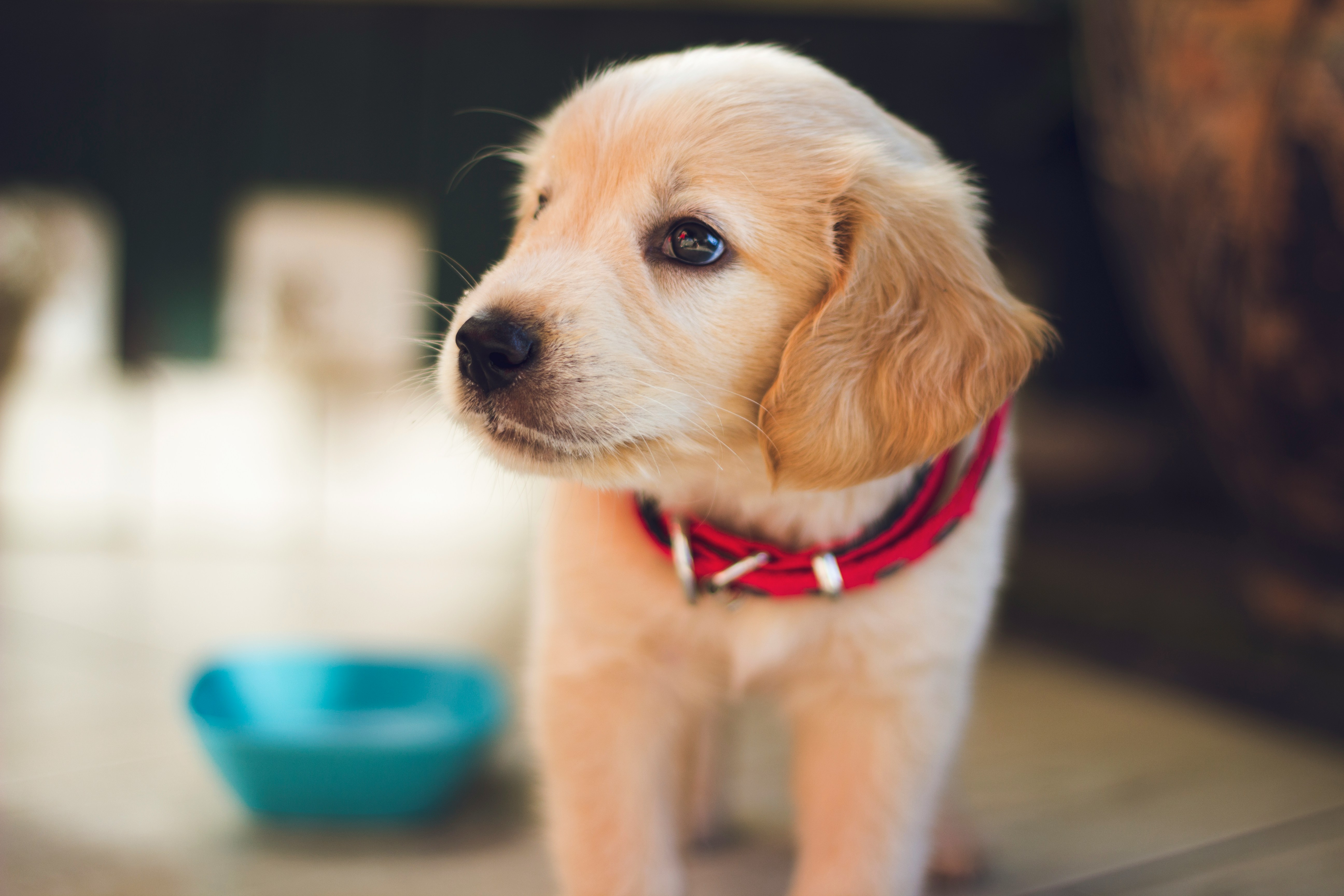Dog photo: Weight Loss Plans for Overweight Dogs